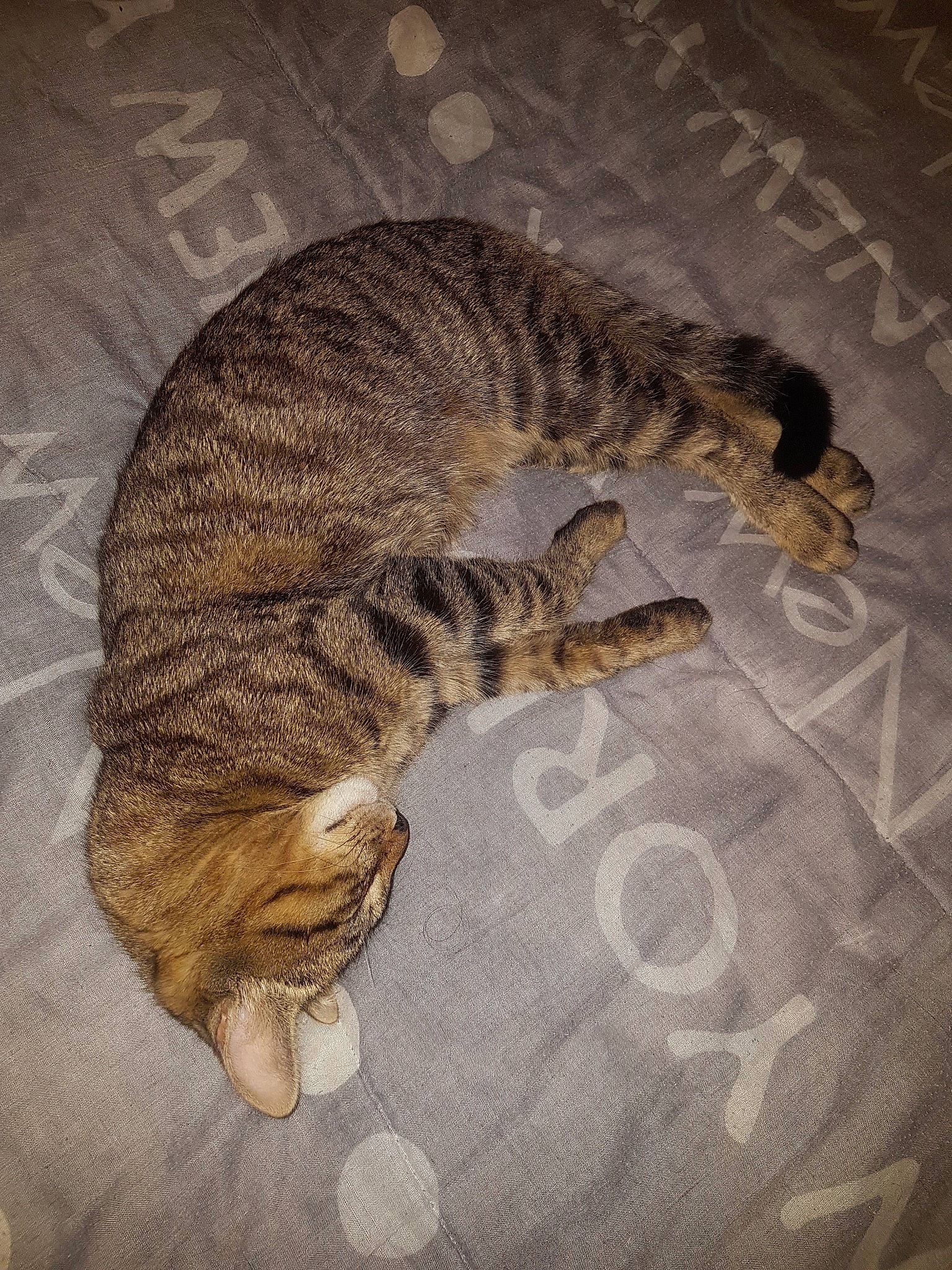 Pirate a rejoint le concours — aidez-le/la à gagner de superbes lots ! california_spangled, carnivore, cat, claw, domestic_short_haired_cat, dragon_li, european_shorthair, felidae, fur, ocicat, paw, sleep, small_to_medium_sized_cats, snout, sokoke, tabby_cat, tail, toyger, whiskers, wild_cat