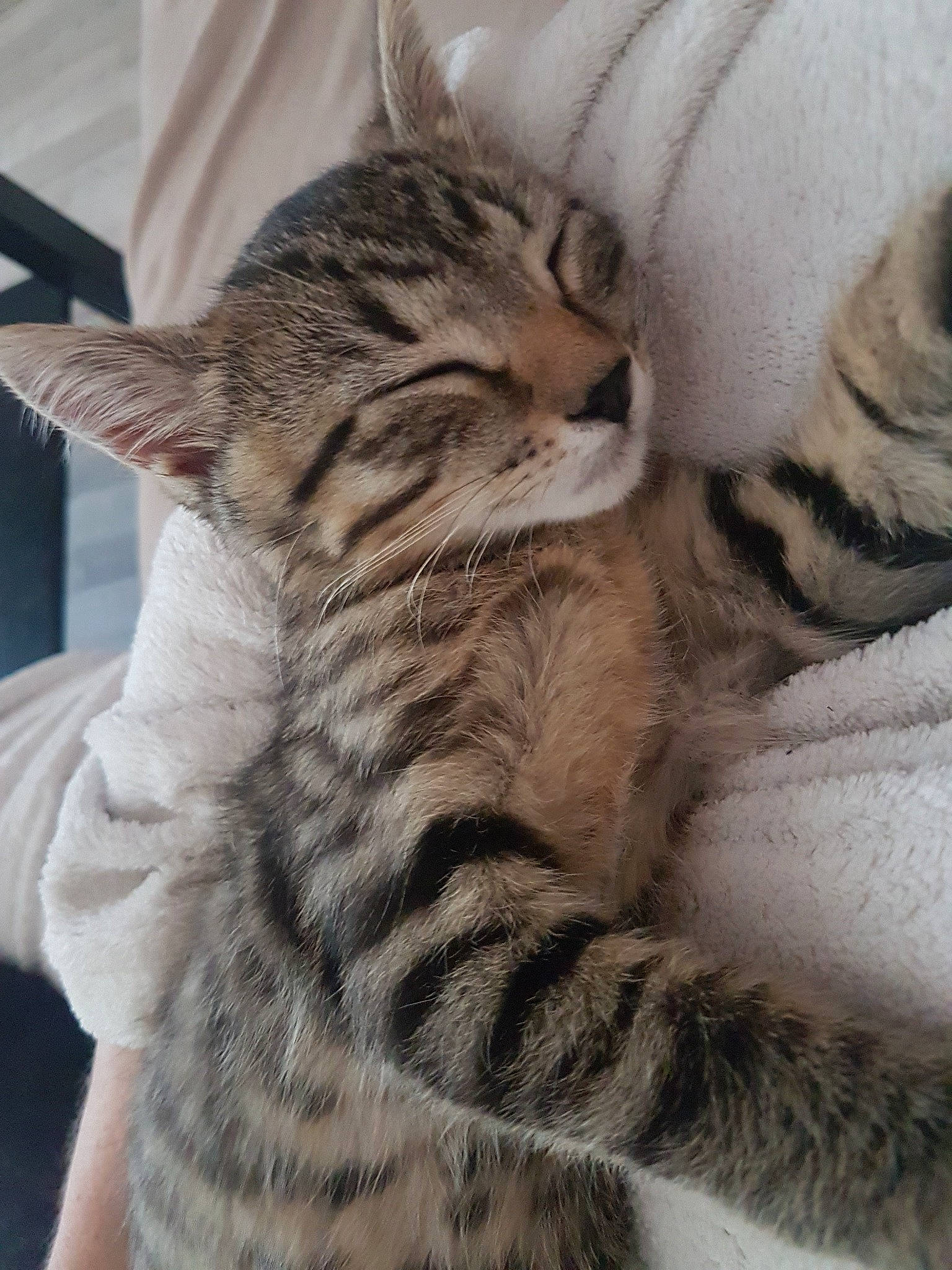 Pirate a rejoint le concours — aidez-le/la à gagner de superbes lots ! american_shorthair, asian, australian_mist, bengal, california_spangled, carnivore, cat, domestic_short_haired_cat, dragon_li, egyptian_mau, european_shorthair, felidae, mammal, ocicat, pixie_bob, small_to_medium_sized_cats, snout, tabby_cat, vertebrate, whiskers