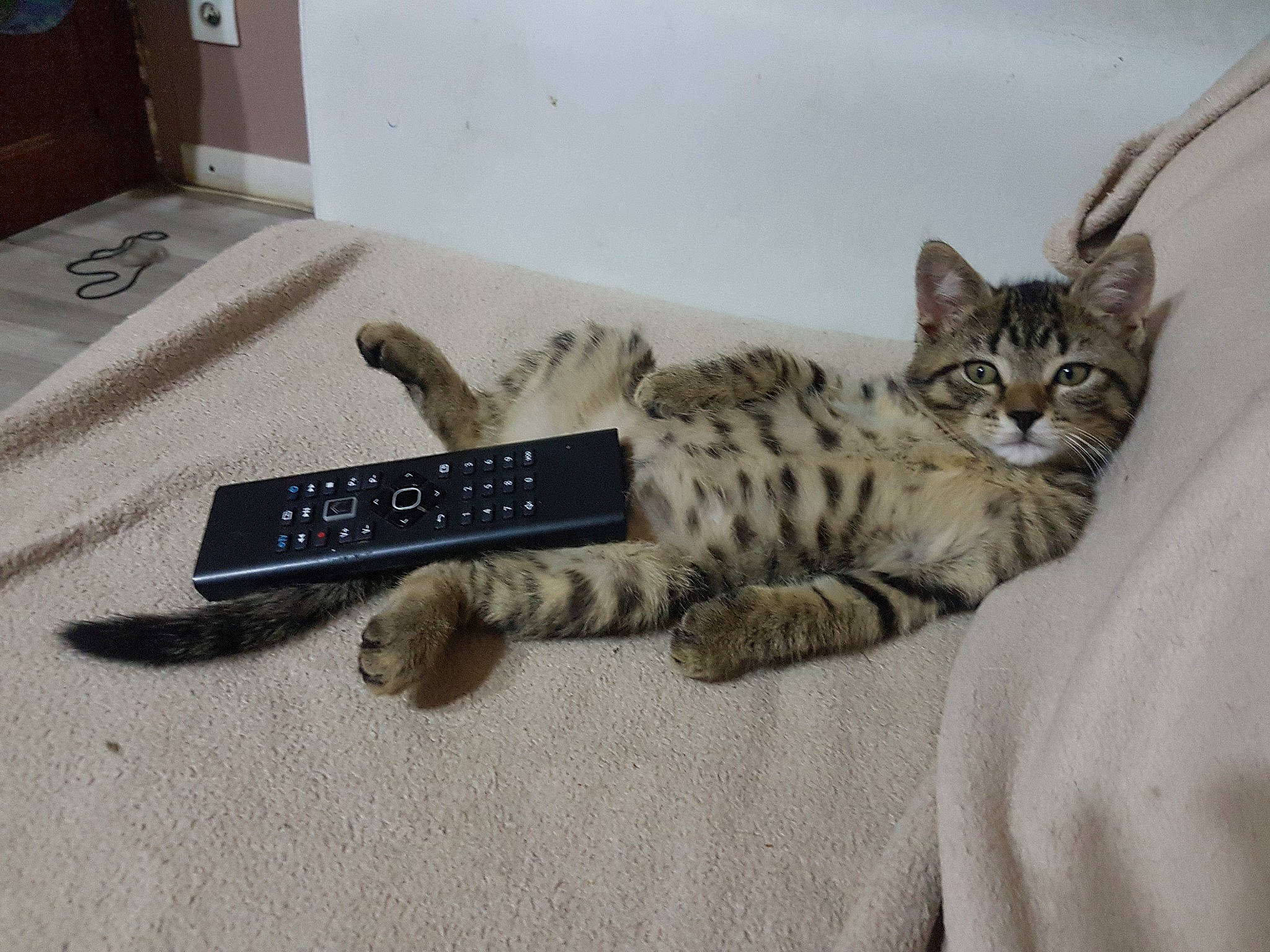 Pirate participe au concours pour gagner de l'argent avec cette photo : aegean_cat, american_shorthair, asian, australian_mist, bengal, california_spangled, carnivore, cat, domestic_short_haired_cat, dragon_li, egyptian_mau, european_shorthair, felidae, kitten, mammal, ocicat, small_to_medium_sized_cats, tabby_cat, whiskers, wild_cat