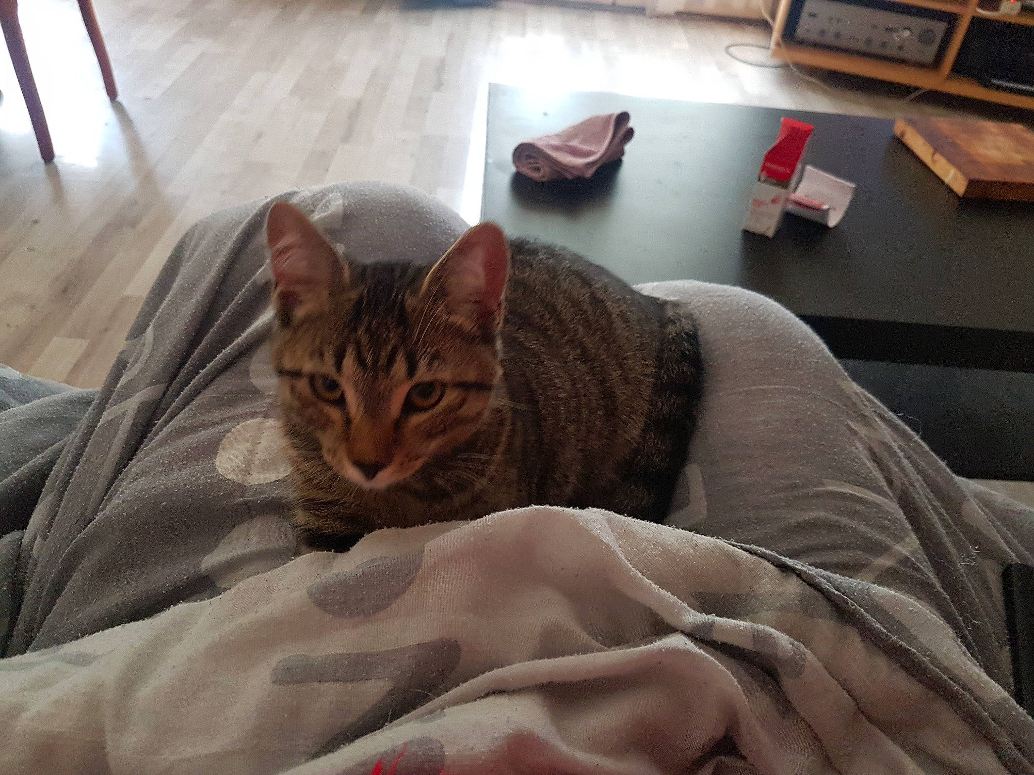 Pirate a rejoint le concours — aidez-le/la à gagner de superbes lots ! aegean_cat, american_shorthair, asian, bengal, california_spangled, carnivore, cat, chausie, domestic_short_haired_cat, dragon_li, european_shorthair, felidae, mammal, ocicat, pixie_bob, small_to_medium_sized_cats, sokoke, tabby_cat, toyger, whiskers