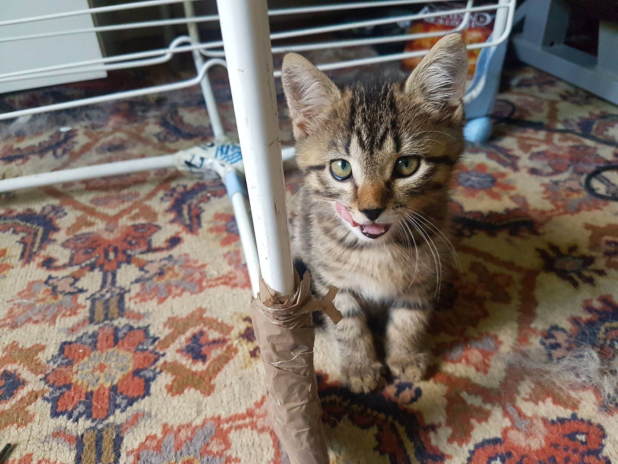 Pirate participe au concours pour gagner de l'argent avec cette photo : aegean_cat, asian, australian_mist, bengal, california_spangled, carnivore, cat, domestic_short_haired_cat, dragon_li, egyptian_mau, european_shorthair, felidae, kitten, mammal, ocicat, pixie_bob, small_to_medium_sized_cats, tabby_cat, vertebrate, whiskers