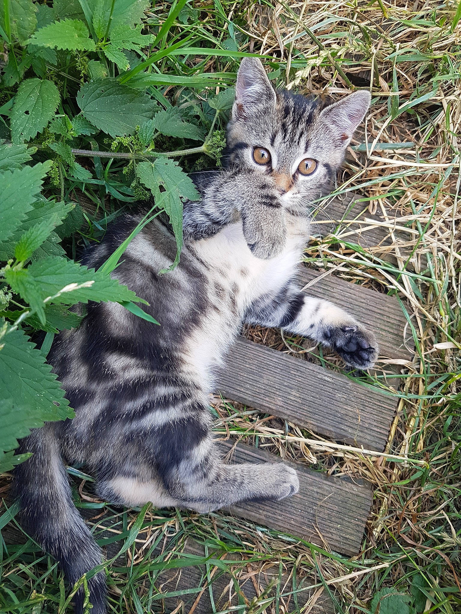 Minette a rejoint le concours — aidez-le/la à gagner de superbes lots ! american_shorthair, american_wirehair, asian, carnivore, cat, domestic_short_haired_cat, european_shorthair, felidae, grass, kitten, mammal, plant, polydactyl_cat, rusty_spotted_cat, small_to_medium_sized_cats, tabby_cat, tail, whiskers, wild_cat, wildlife