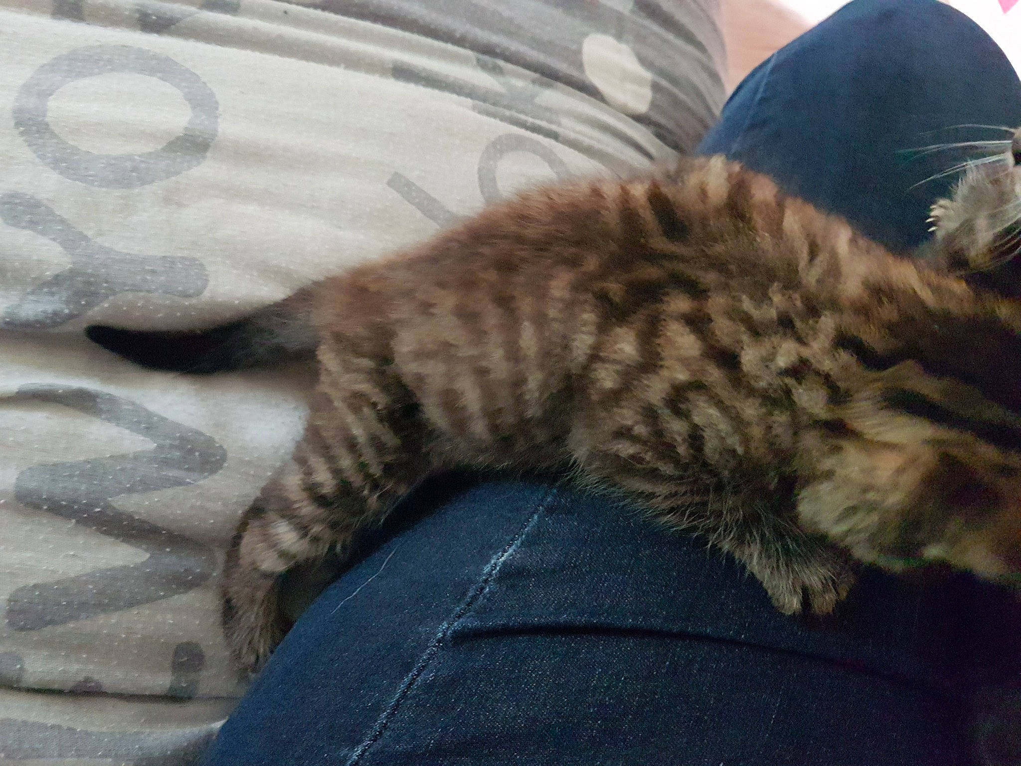 Minette participe au concours pour gagner de l'argent avec cette photo : asian, california_spangled, carnivore, cat, claw, domestic_short_haired_cat, dragon_li, egyptian_mau, european_shorthair, felidae, fur, german_rex, kitten, mammal, pixie_bob, small_to_medium_sized_cats, tabby_cat, tail, vertebrate, whiskers