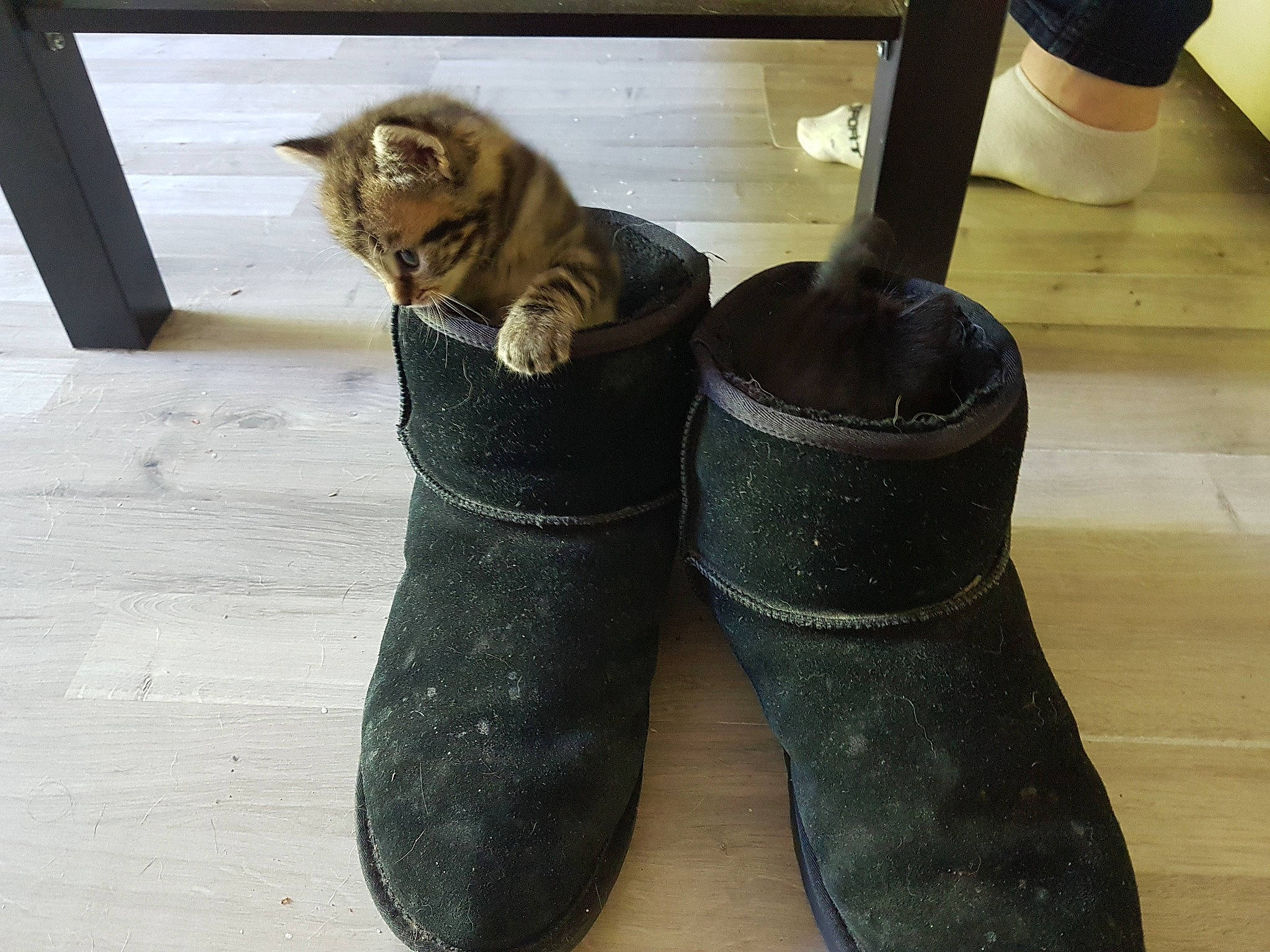 Minette participe au concours pour gagner de l'argent avec cette photo : boot, cat, felidae, footwear, fur, shoe, small_to_medium_sized_cats, whiskers