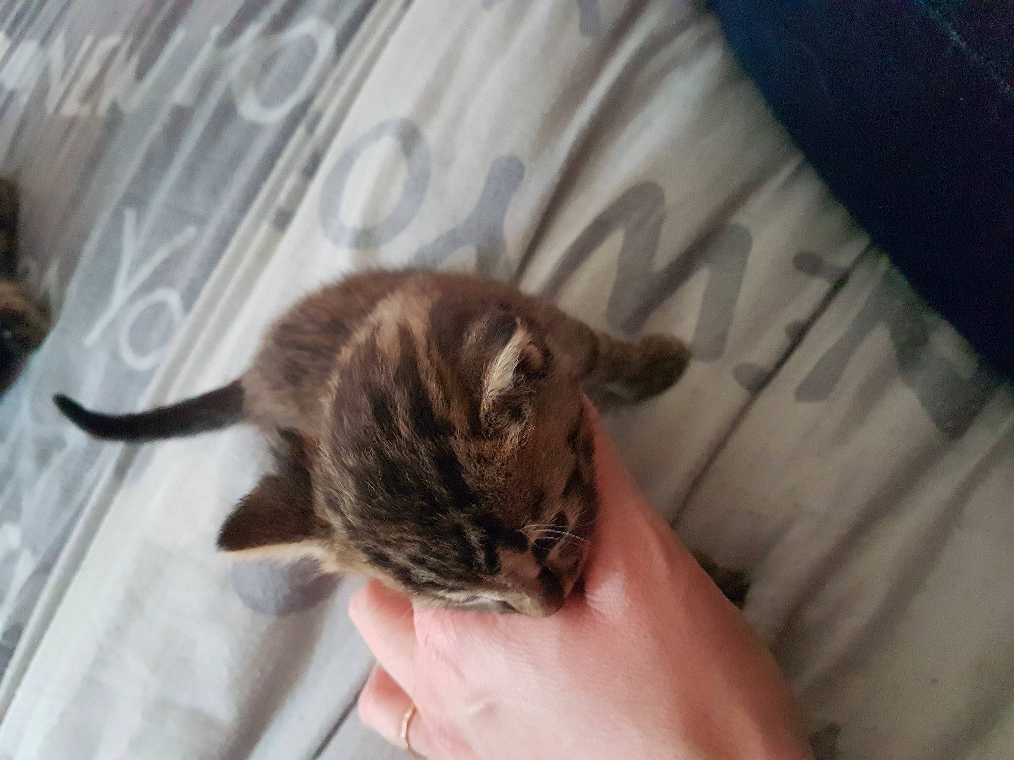 Minette participe au concours pour gagner de l'argent avec cette photo : american_shorthair, asian, bengal, carnivore, cat, claw, domestic_short_haired_cat, dragon_li, european_shorthair, felidae, german_rex, kitten, mammal, norwegian_forest_cat, pixie_bob, small_to_medium_sized_cats, tabby_cat, vertebrate, whiskers