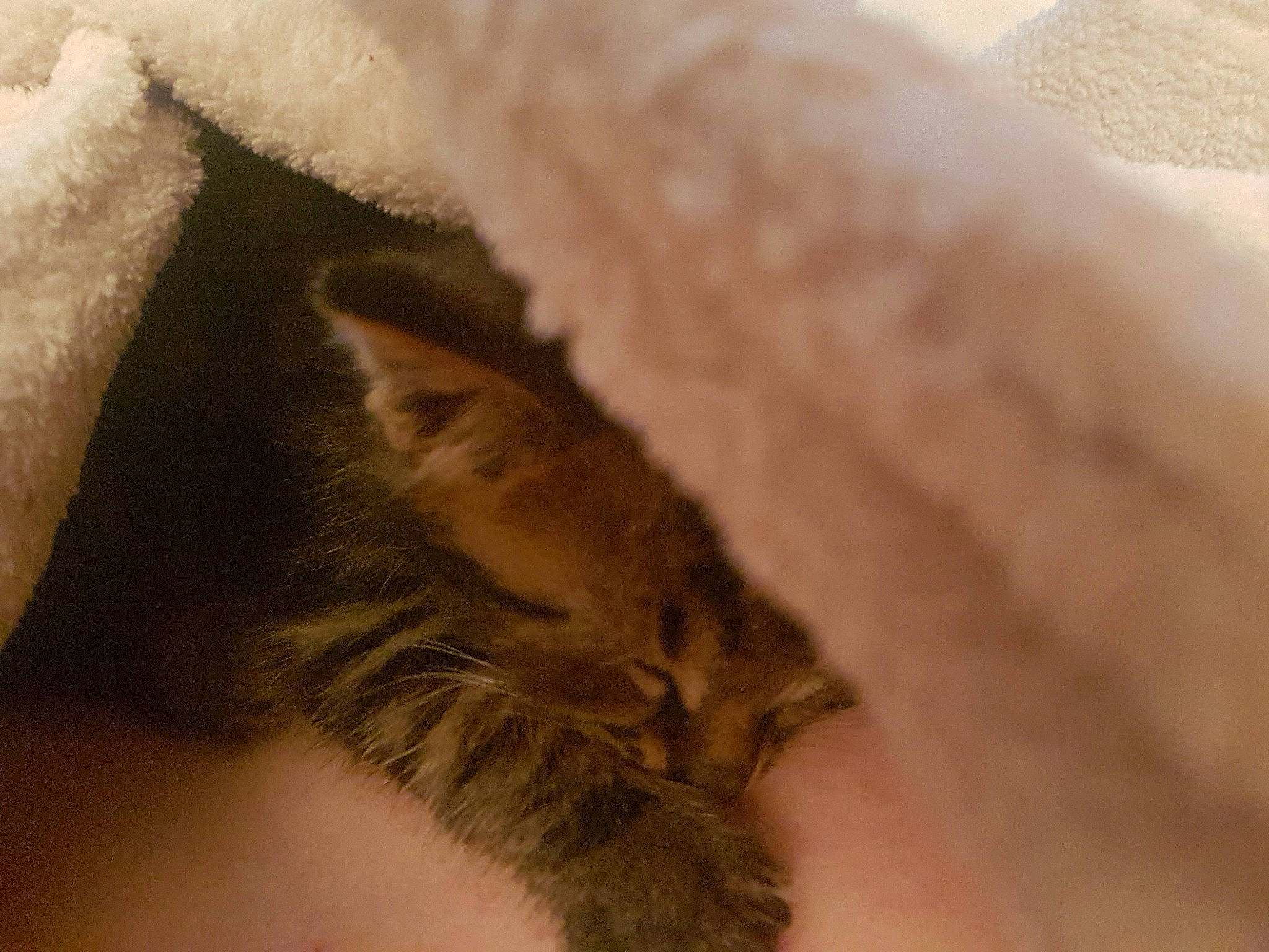 Pocket a rejoint le concours — aidez-le/la à gagner de superbes lots ! cat, claw, close_up, fawn, felidae, fur, kitten, nose, paw, skin, small_to_medium_sized_cats, snout, tail, whiskers