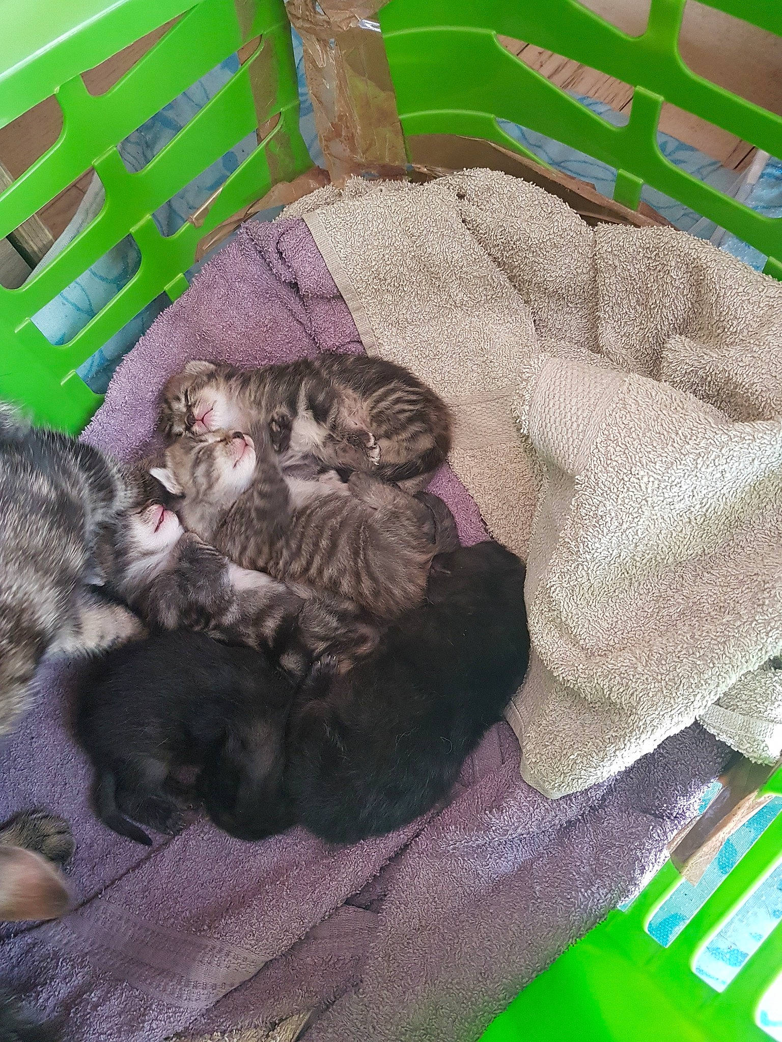 Pocket participe au concours pour gagner de l'argent avec cette photo : carnivore, cat, domestic_short_haired_cat, european_shorthair, felidae, kitten, small_to_medium_sized_cats, whiskers