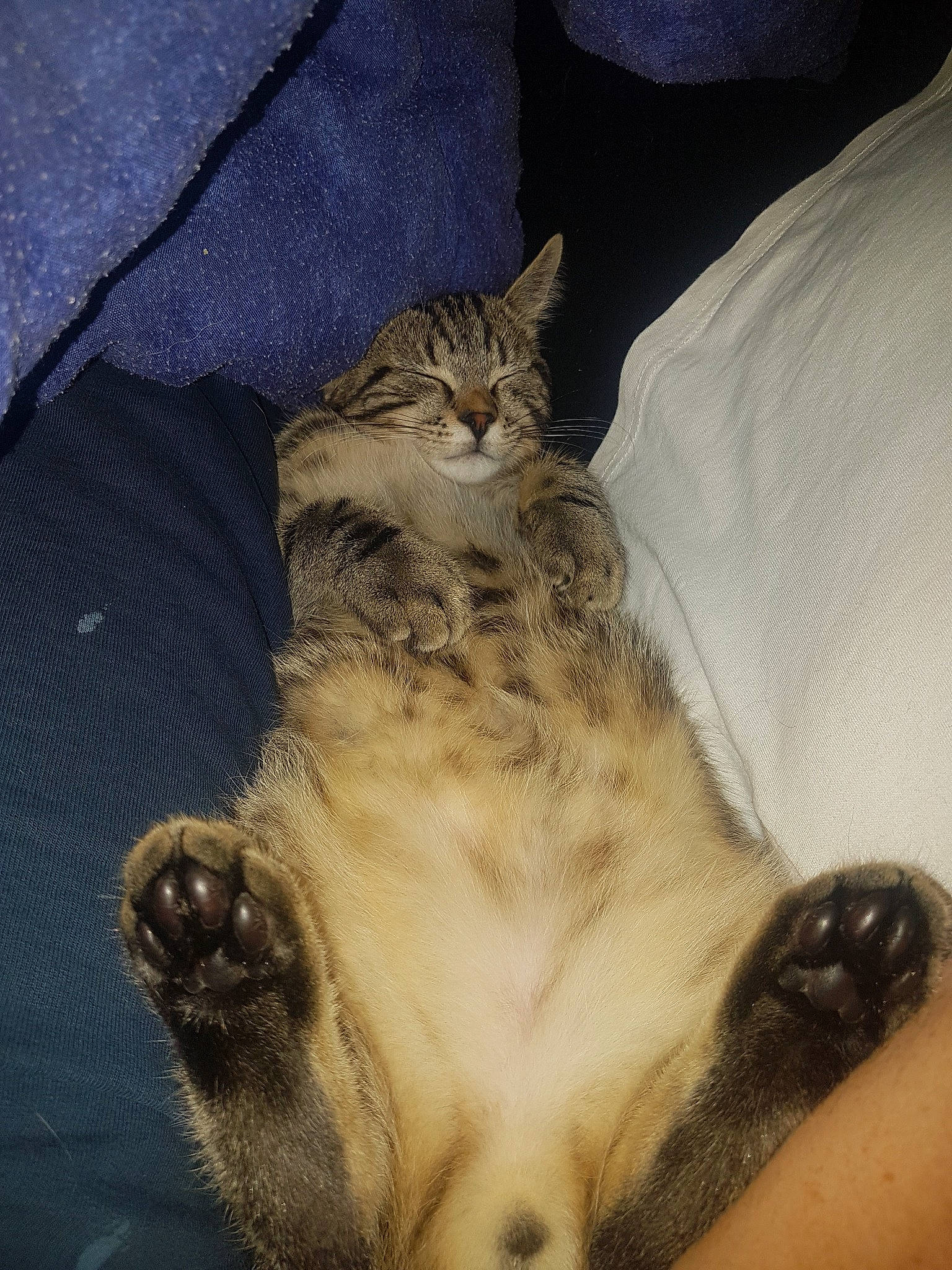 Pocket participe au concours pour gagner de l'argent avec cette photo : aegean_cat, american_bobtail, american_shorthair, american_wirehair, asian, carnivore, cat, domestic_short_haired_cat, dragon_li, egyptian_mau, european_shorthair, felidae, fur, kitten, norwegian_forest_cat, pixie_bob, skin, small_to_medium_sized_cats, tabby_cat, whiskers