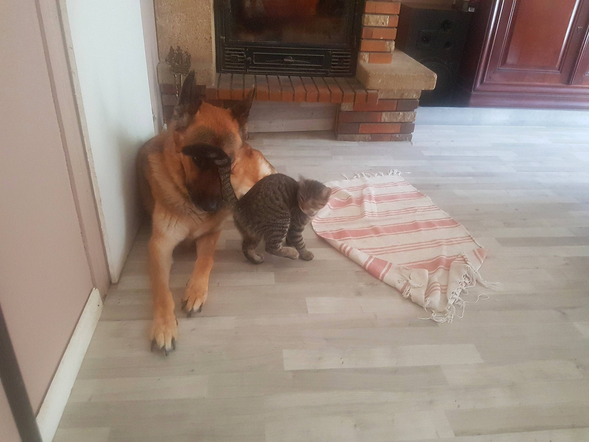 Garou participe au concours pour gagner de l'argent avec cette photo : canidae, carnivore, companion_dog, dog, dog_breed, eurasier, fawn, floor, flooring, german_shepherd_dog, hardwood, mammal, sporting_group, tail, tile, wood