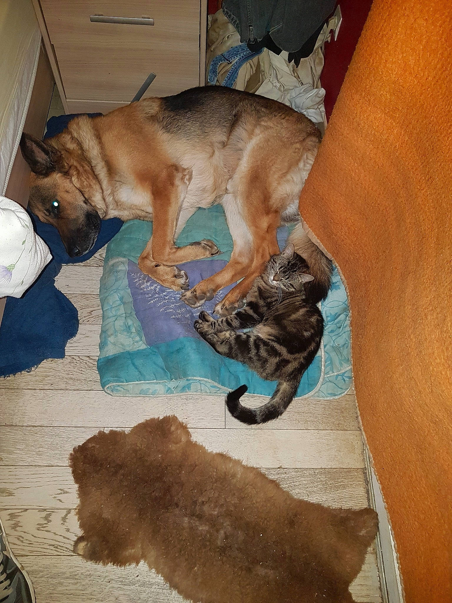 Garou participe au concours pour gagner de l'argent avec cette photo : boerboel, canidae, carnivore, dog, dog_breed, fawn, puppy, tail