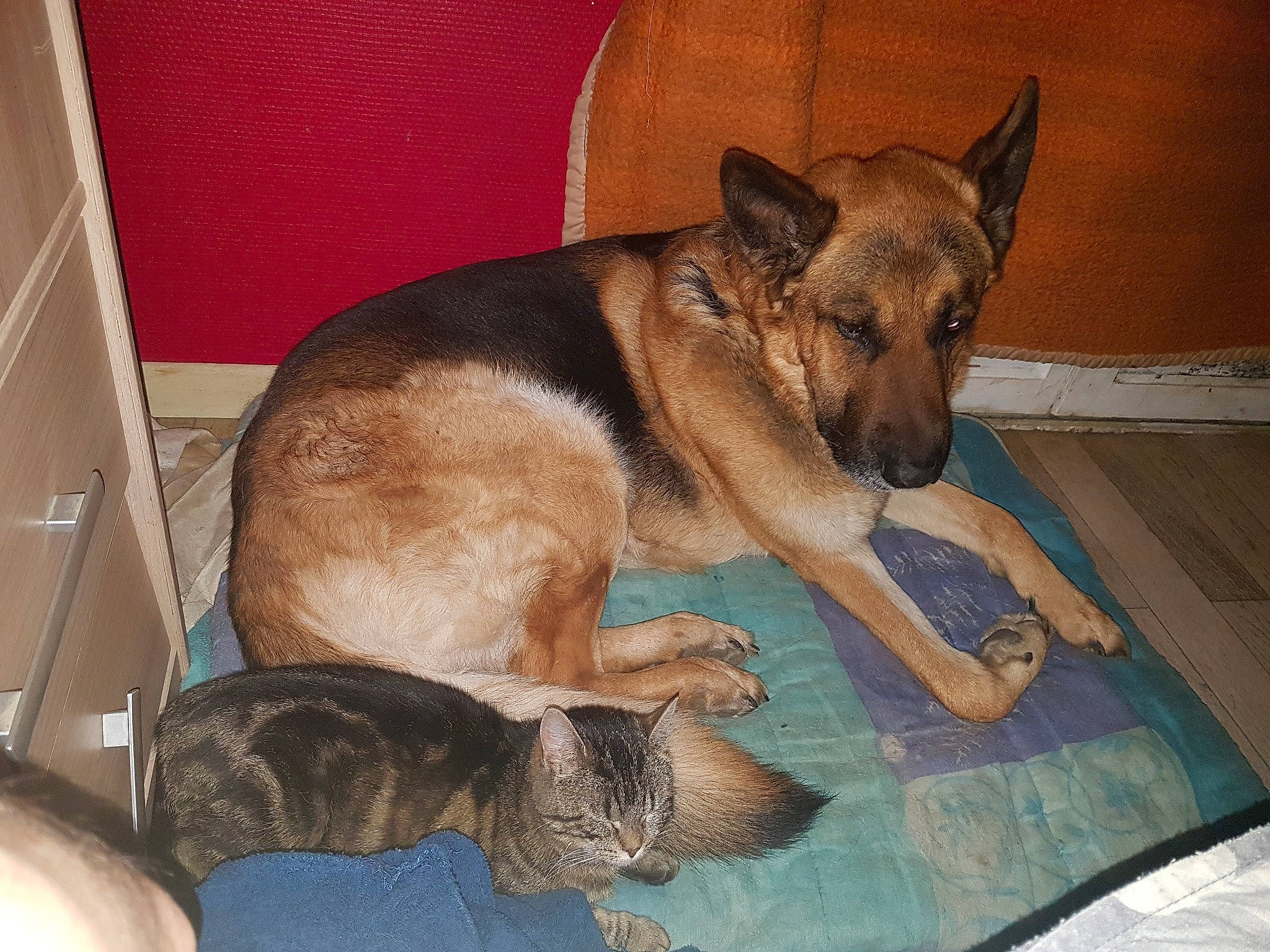 Garou participe au concours pour gagner de l'argent avec cette photo : belgian_shepherd_malinois, canidae, carnivore, dog, dog_breed, east_european_shepherd, fawn, german_shepherd_dog, king_shepherd, kunming_wolfdog, mammal, old_german_shepherd_dog, snout, vertebrate, working_dog