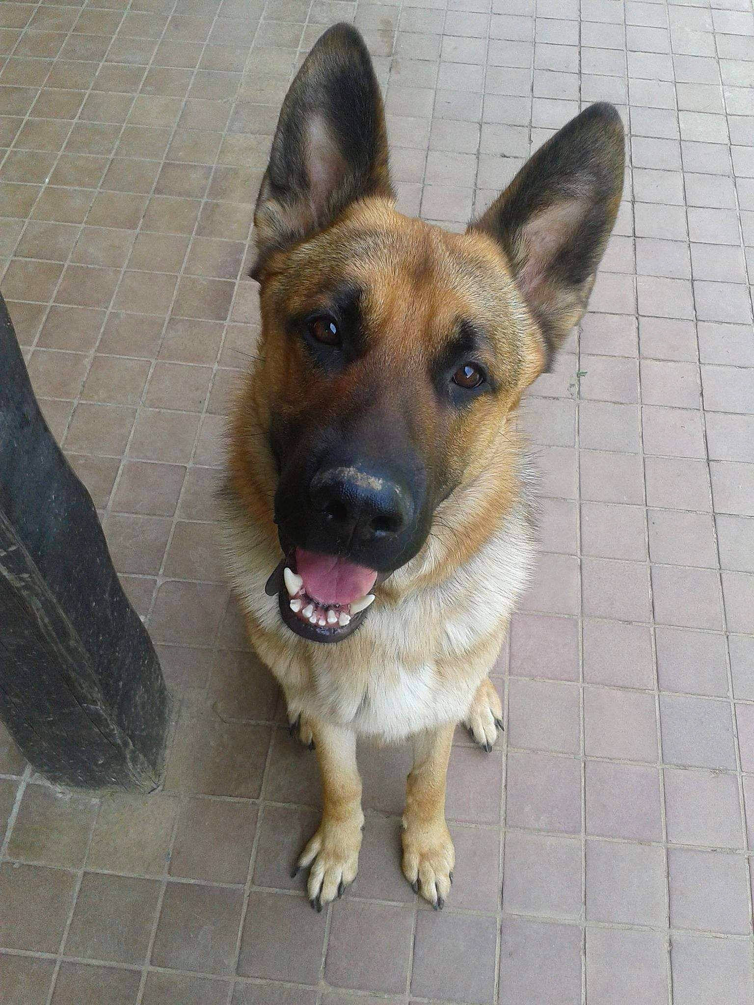 Garou participe au concours pour gagner de l'argent avec cette photo : belgian_shepherd, belgian_shepherd_malinois, canidae, carnivore, dog, dog_breed, east_european_shepherd, fawn, german_shepherd_dog, king_shepherd, kunming_wolfdog, mammal, old_german_shepherd_dog, rare_breed_dog, snout, street_dog, vertebrate, working_dog