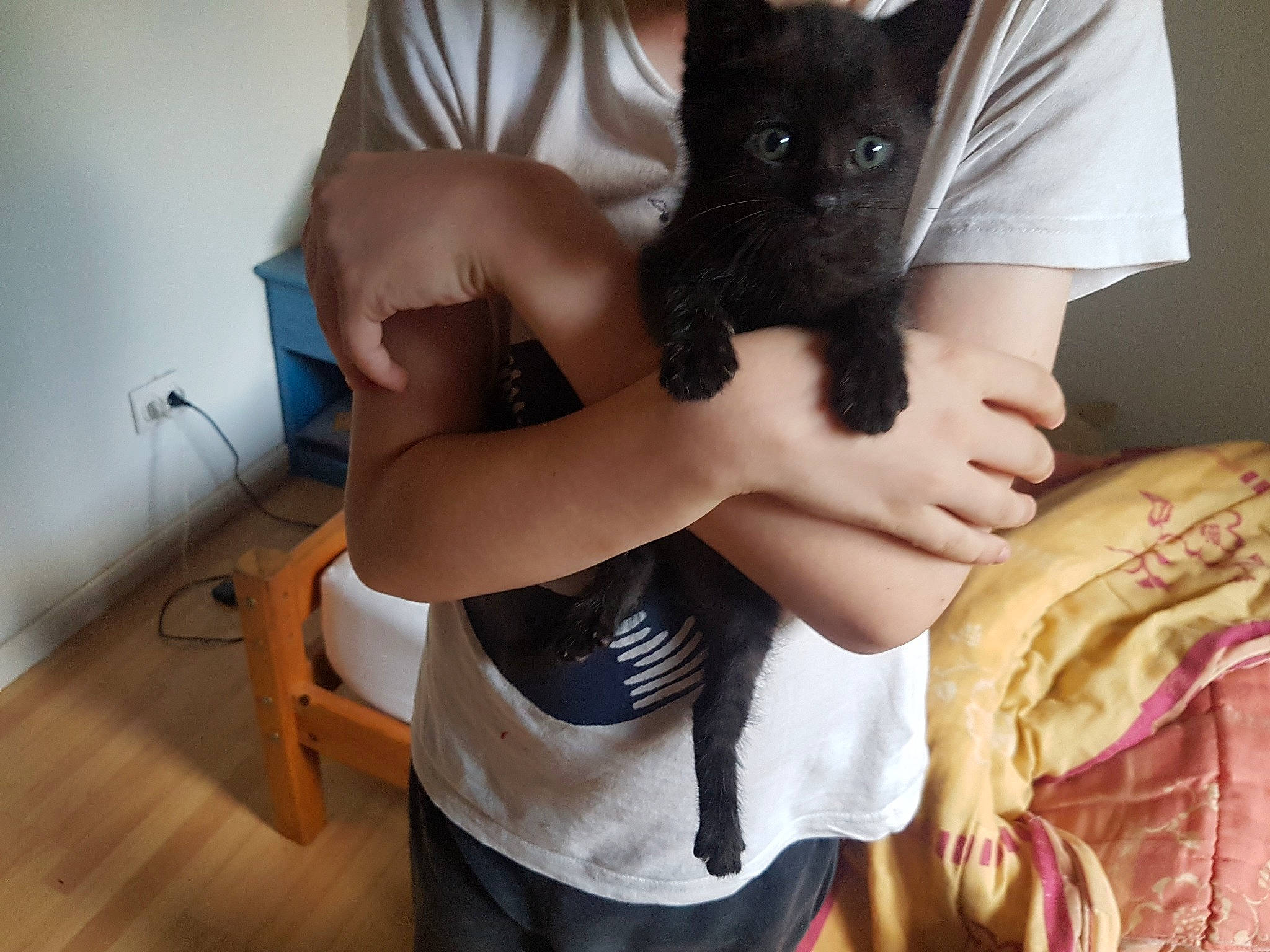 Princesse a rejoint le concours — aidez-le/la à gagner de superbes lots ! arm, asian, black_cat, burmese, carnivore, cat, domestic_short_haired_cat, felidae, hand, human_leg, kitten, korat, leg, mammal, polydactyl_cat, russian_blue, shoulder, small_to_medium_sized_cats, tonkinese, whiskers