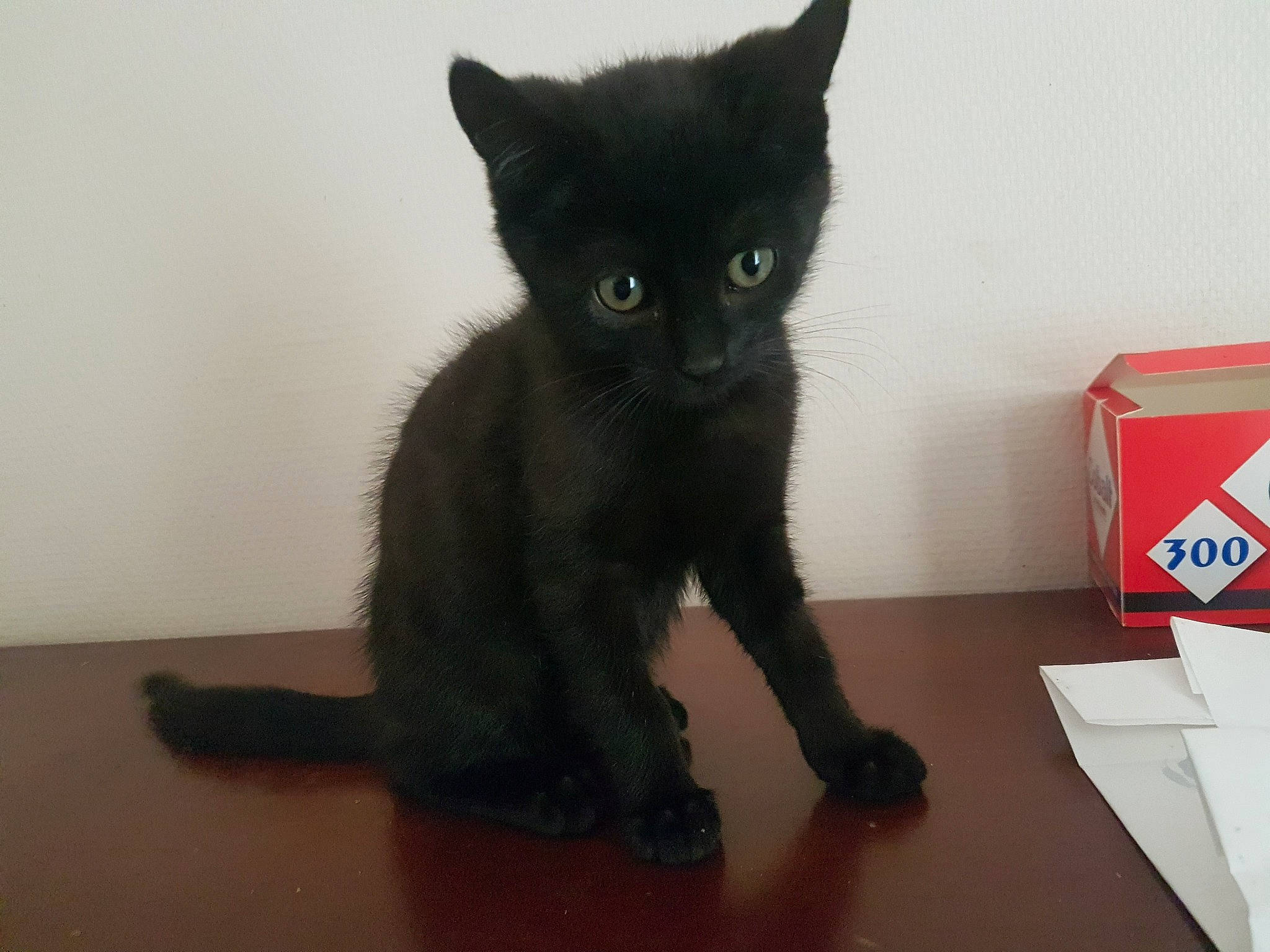 Princesse a rejoint le concours — aidez-le/la à gagner de superbes lots ! asian, black_cat, bombay, carnivore, cat, chartreux, domestic_short_haired_cat, felidae, havana_brown, kitten, korat, mammal, nebelung, polydactyl_cat, russian_blue, small_to_medium_sized_cats, snout, tail, vertebrate, whiskers