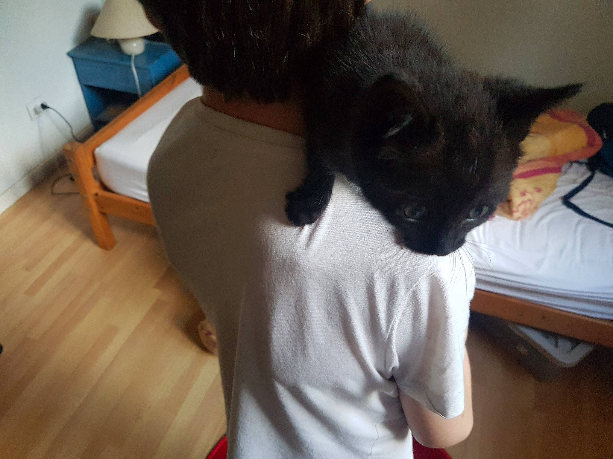 Princesse participe au concours pour gagner de l'argent avec cette photo : black_cat, carnivore, cat, domestic_short_haired_cat, ear, felidae, fur, mammal, russian_blue, shoulder, small_to_medium_sized_cats, tonkinese, whiskers