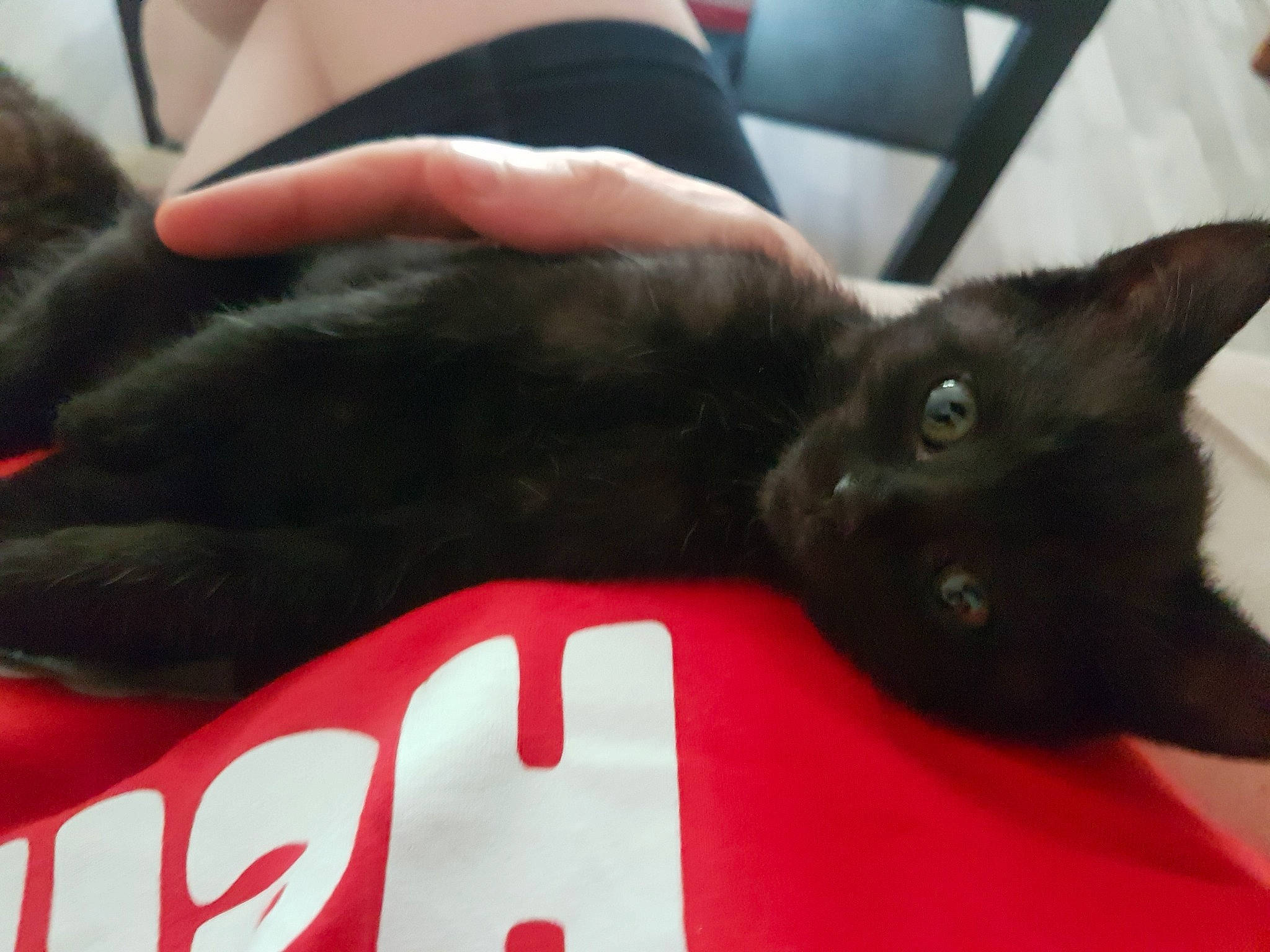 Princesse participe au concours pour gagner de l'argent avec cette photo : asian, black, black_cat, bombay, burmese, carnivore, cat, claw, domestic_short_haired_cat, ear, felidae, fur, german_rex, hand, havana_brown, korat, oriental_longhair, small_to_medium_sized_cats, snout, whiskers