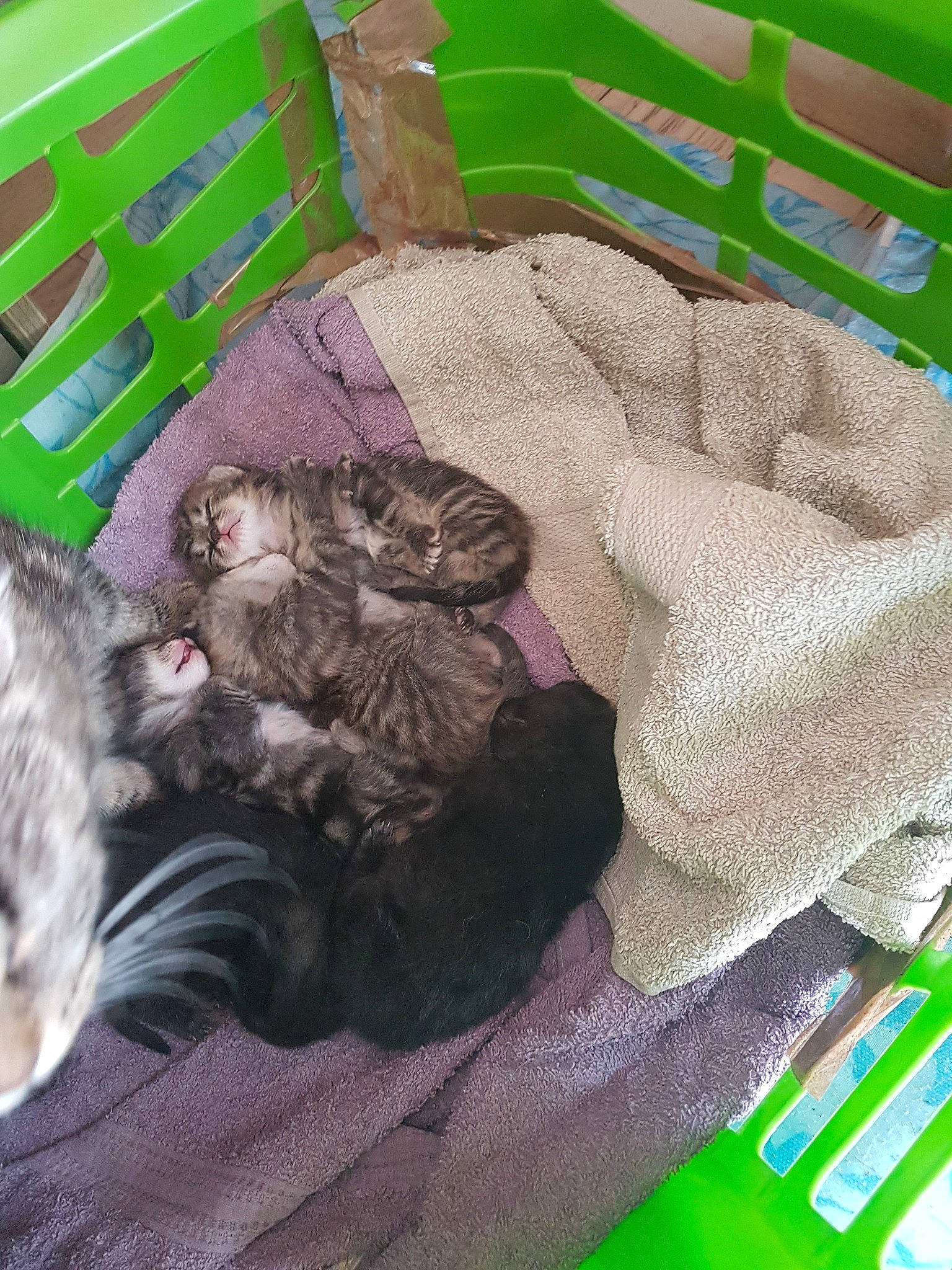 Mystic participe au concours pour gagner de l'argent avec cette photo : cat, child, fictional_character, green, illustration, plant, play, sleep