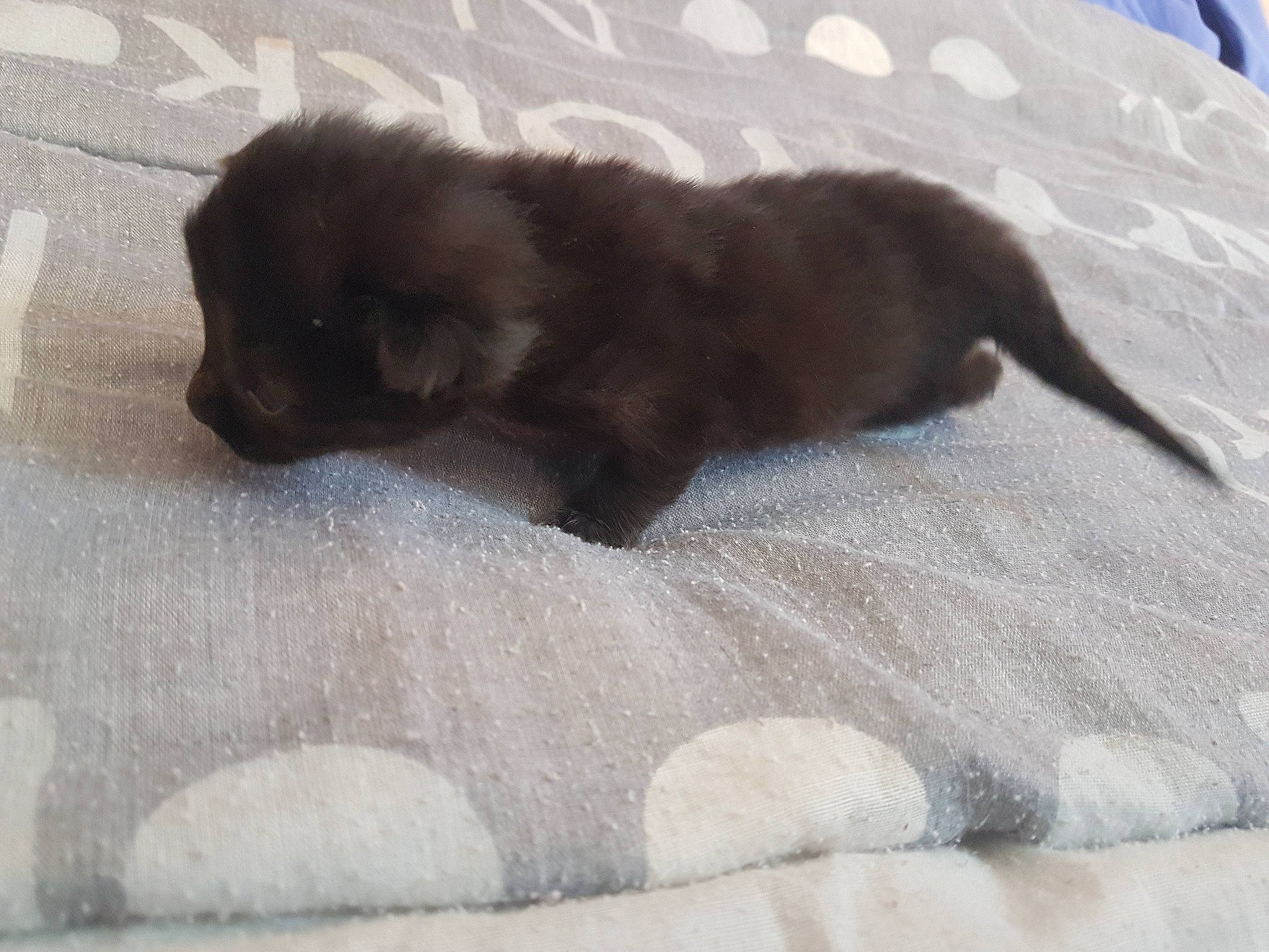 Mystic participe au concours pour gagner de l'argent avec cette photo : canidae, carnivore, caucasian_shepherd_dog, dog, dog_breed, fawn, liver, mammal, newfoundland, puppy, shih_tzu, sporting_group, vertebrate