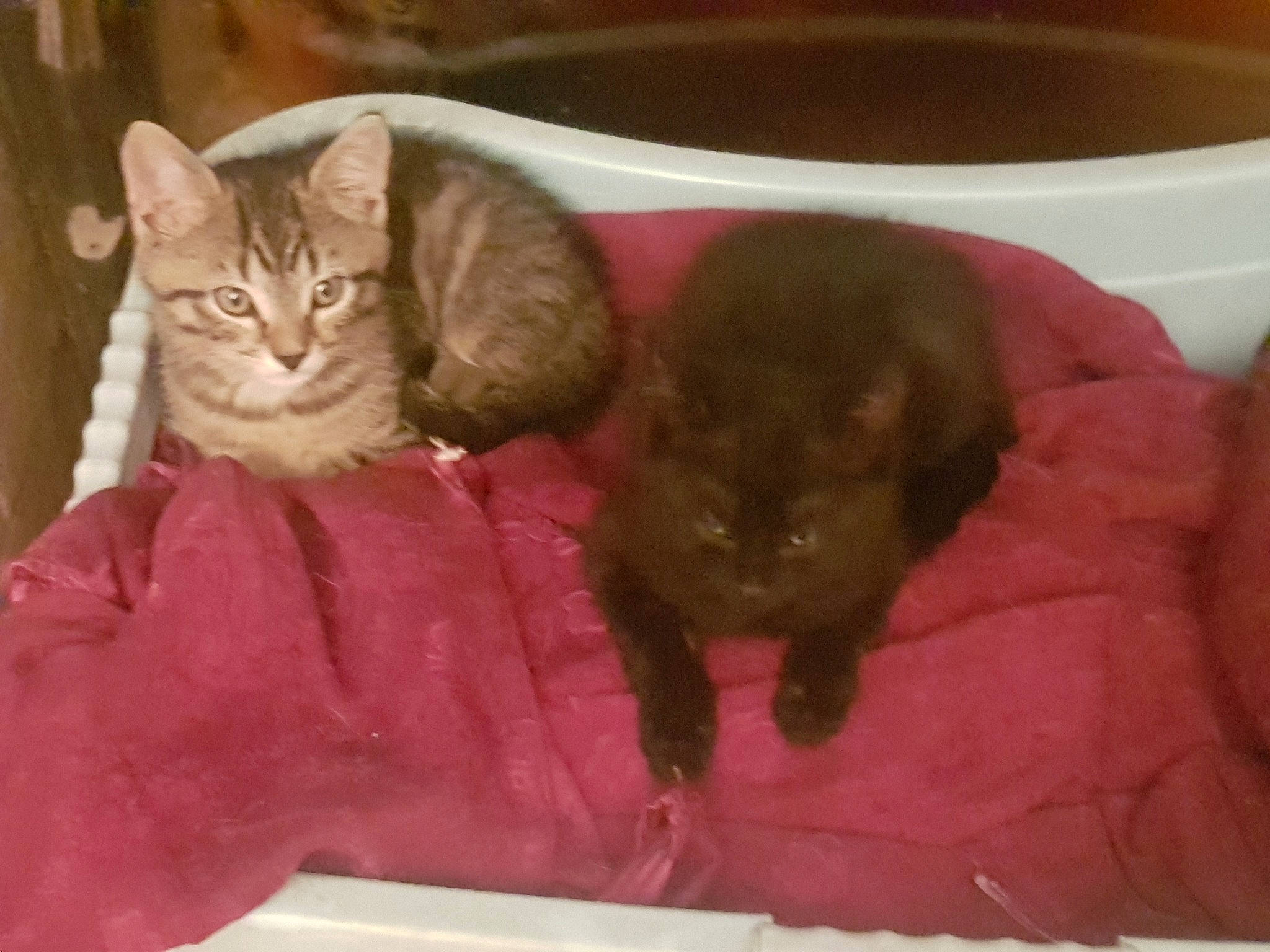 Mystic participe au concours pour gagner de l'argent avec cette photo : asian, carnivore, cat, domestic_short_haired_cat, dragon_li, european_shorthair, fawn, felidae, german_rex, kitten, kurilian_bobtail, mammal, small_to_medium_sized_cats, vertebrate, whiskers