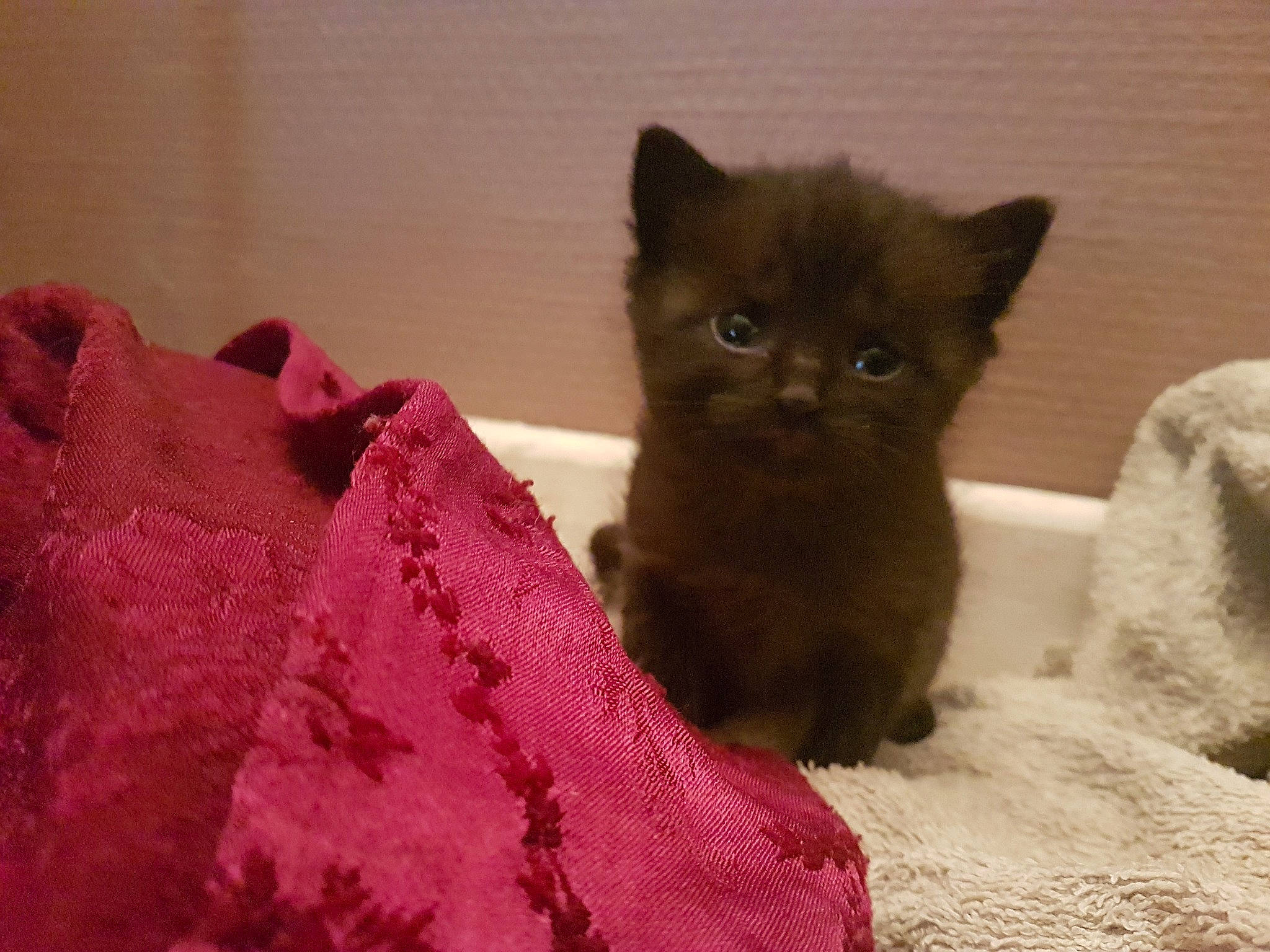 Mystic participe au concours pour gagner de l'argent avec cette photo : asian, black_cat, british_longhair, british_semi_longhair, british_shorthair, burmese, carnivore, cat, chartreux, domestic_short_haired_cat, fawn, felidae, fur, kitten, korat, mammal, small_to_medium_sized_cats, snout, vertebrate, whiskers