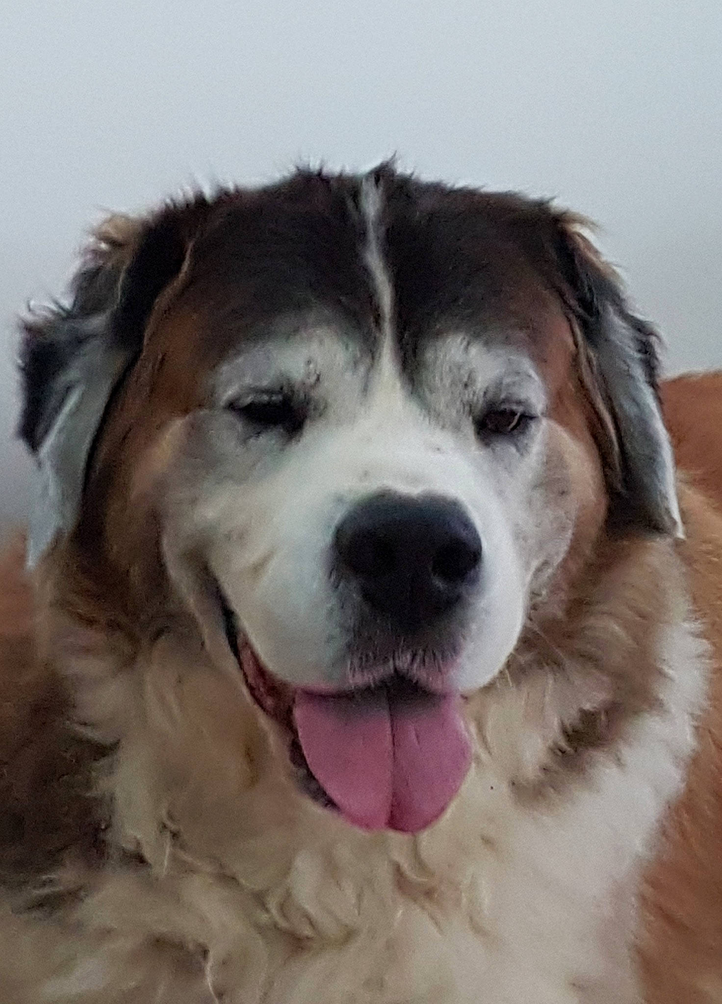 Indy a rejoint le concours — aidez-le/la à gagner de superbes lots ! ancient_dog_breeds, canidae, carnivore, companion_dog, dog, dog_breed, fur, happy, plant, sky, snout, sporting_group, whiskers, working_dog