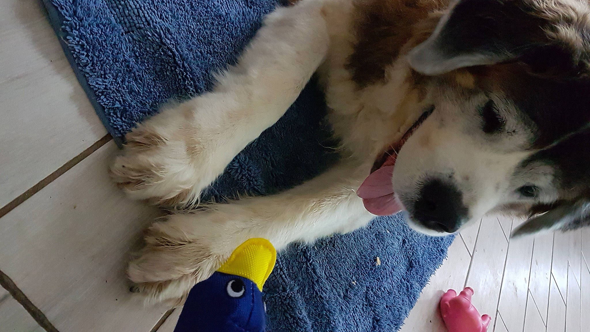 Indy participe au concours pour gagner de l'argent avec cette photo : canidae, carmine, carnivore, collar, companion_dog, dog, dog_breed, dog_collar, dog_supply, electric_blue, fawn, foot, fur, human_leg, natural_material, paw, sporting_group, tail, vertebrate, working_dog