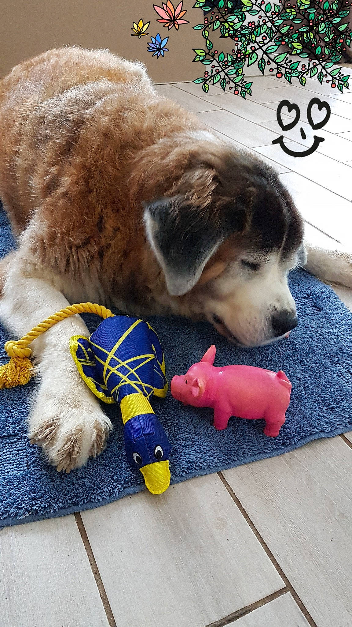 Indy participe au concours pour gagner de l'argent avec cette photo : carnivore, collar, companion_dog, dog, dog_breed, dog_clothes, dog_collar, dog_supply, font, handwriting, leash, mammal, paw, pet_supply, snout, sporting_group, tail, toy, vertebrate, working_animal