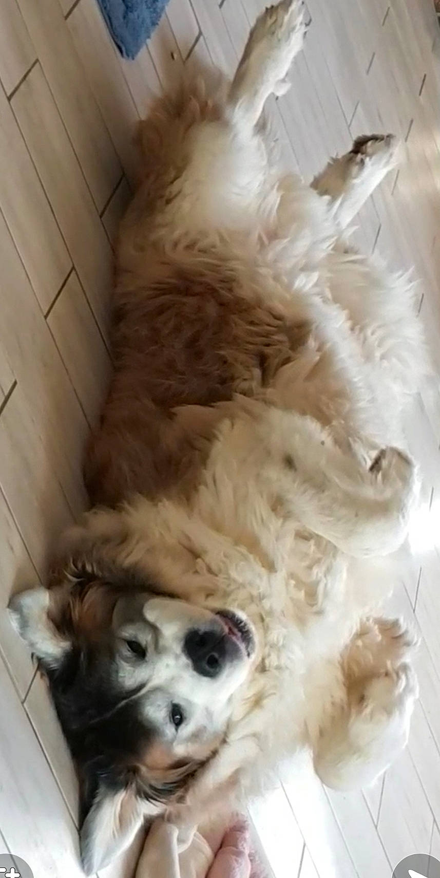 Indy a rejoint le concours — aidez-le/la à gagner de superbes lots ! ball, canidae, carnivore, companion_dog, dog, dog_breed, dog_crate, dog_supply, fawn, felidae, fur, pet_supply, small_to_medium_sized_cats, spaniel, sporting_group, tail, toy, toy_dog, whiskers, working_animal