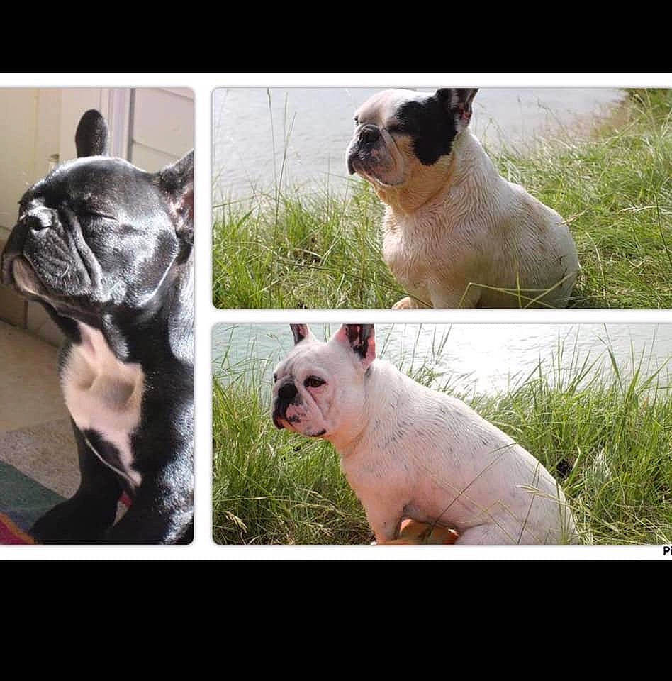 Doudou Et Mémé a rejoint le concours — aidez-le/la à gagner de superbes lots ! bulldog, canidae, carnivore, companion_dog, dog, dog_breed, fawn, french_bulldog, head, headwear, mammal, non_sporting_group, nose, person, photography, puppy, rare_breed_dog, skin, sky, snout