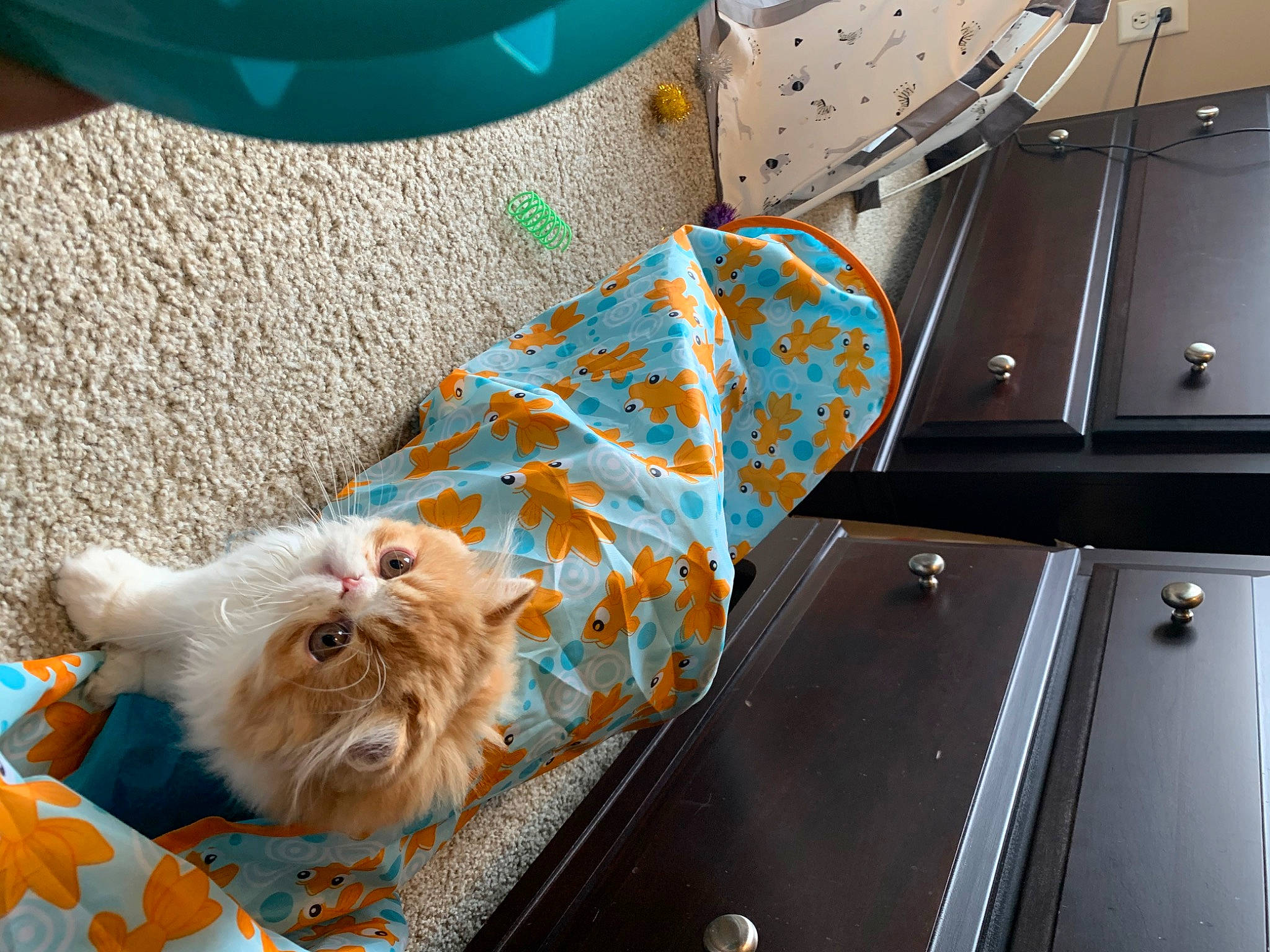 Felix is registered to the contest to win money with this photo: canidae, carnivore, cat, dog, dog_breed, fawn, felidae, kitten, puppy, small_to_medium_sized_cats, toy_dog, yorkshire_terrier