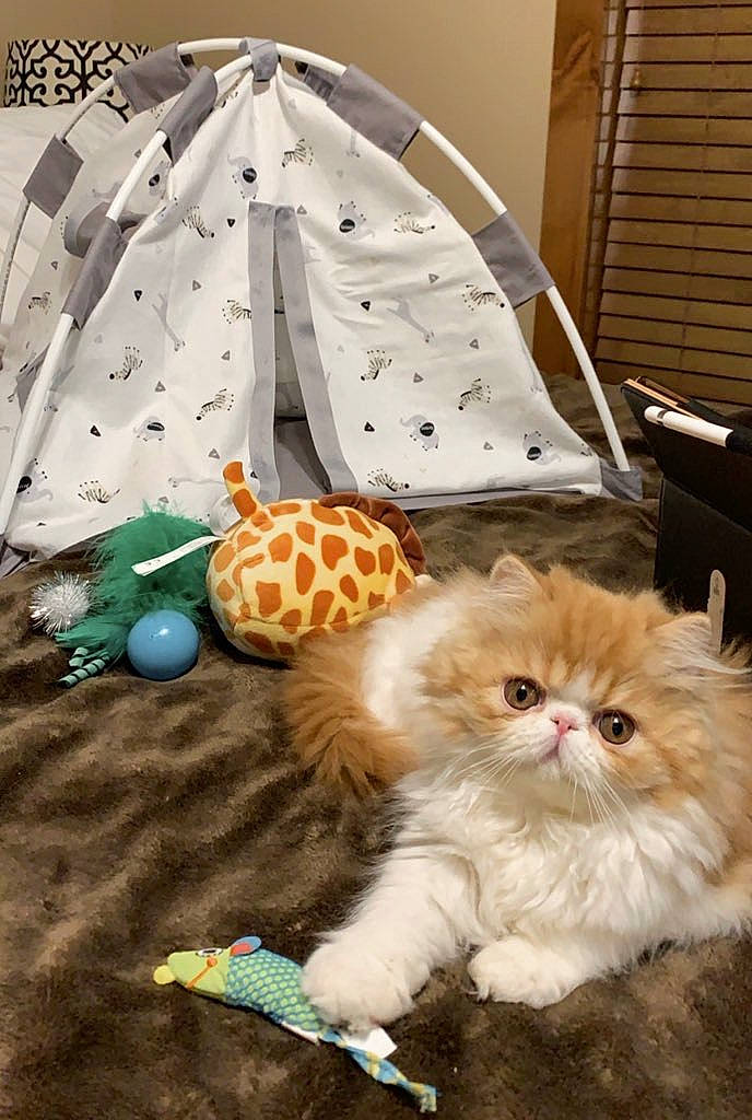 Felix joined the competition — help win amazing prizes! carnivore, cat, fawn, felidae, fur, kitten, norwegian_forest_cat, persian, ragamuffin, small_to_medium_sized_cats, whiskers