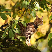 Peacky participe au concours pour gagner de l'argent avec cette photo : bengal_cat, cat, animal, moss, tree_branch, green_leaves, nature, outdoor, wildlife, feline, pet, collar, spot_pattern, alert, standing, forest, sunlight, close_up, mammal, daylight