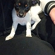 Romy participe au concours pour gagner de l'argent avec cette photo : dog, puppy, small_dog, lap, paw, eyes, face, black_and_white, spotted, cute, indoors, couch, blanket, jacket, human_arm, portrait, closeup, pet, resting, young
