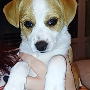 Poppy a rejoint le concours — aidez-le/la à gagner de superbes lots ! puppy, dog, pet, puppy_face, ears, eyes, nose, paws, fur, white_fur, brown_fur, hand, human_hand, ring, holding, close_up, portrait, indoor, flash, cute