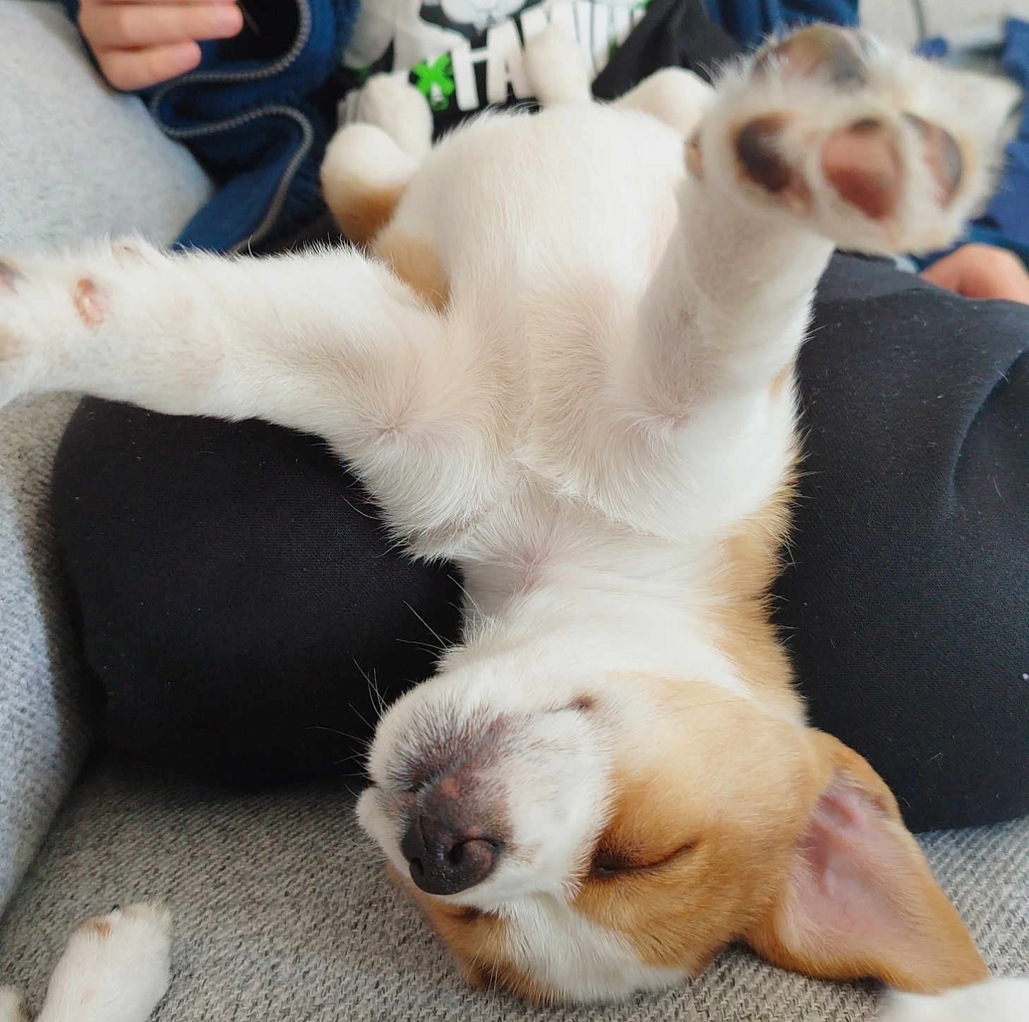 Poppy participe au concours pour gagner de l'argent avec cette photo : dog, puppy, sleeping, pet, paw, nose, fur, couch, sofa, person, hand, legs, black_clothing, white_fur, brown_fur, close_up, indoor, cozy, resting, cute
