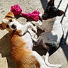 companion, concrete_floor, dog, ears, fur, looking_at_camera, lying_down, outdoor, paws, pet, pink_toy, playful, porch, puppy, rope_toy, shadow, sunlight, tail, texture, two_dogs