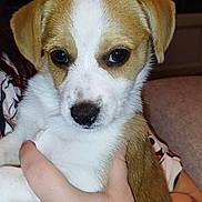 Poppy participe au concours pour gagner de l'argent avec cette photo : dog, puppy, pet, cute, brown_and_white, face, closeup, portrait, indoor, hand, holding, fur, nose, eyes, ears, sofa, flash, person_arm, cuddle, adorable