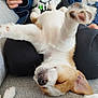 dog, puppy, sleeping, upside_down, paw, nose, couch, lap, close_up, pet, domestic_animal, sleepy, cute, fur, whiskers, ear, indoor, human_hand, relaxed, cozy