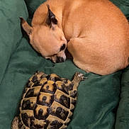 Osa participe au concours pour gagner de l'argent avec cette photo : dog, chihuahua, tortoise, turtle, pet_bed, green_blanket, curled_up, sleeping, shell, reptile, small_dog, companion_animals, indoor, cozy, paw, head, ears, pet, resting, closeup