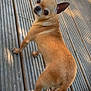 Osa a rejoint le concours — aidez-le/la à gagner de superbes lots ! dog, chihuahua, pet, wood_deck, decking, outdoor, looking_back, ears, big_eyes, brown_fur, small_dog, canine, paws, tail, portrait, sunlight, shadow, texture, cute, companion