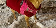 Osa participe au concours pour gagner de l'argent avec cette photo : dog, chihuahua, small_dog, pink_harness, red_sweater, snow, snowy_ground, footprints, pavement, sidewalk, paws, standing, profile_view, outdoor, winter, night, pet, short_hair, cute, warm_clothing
