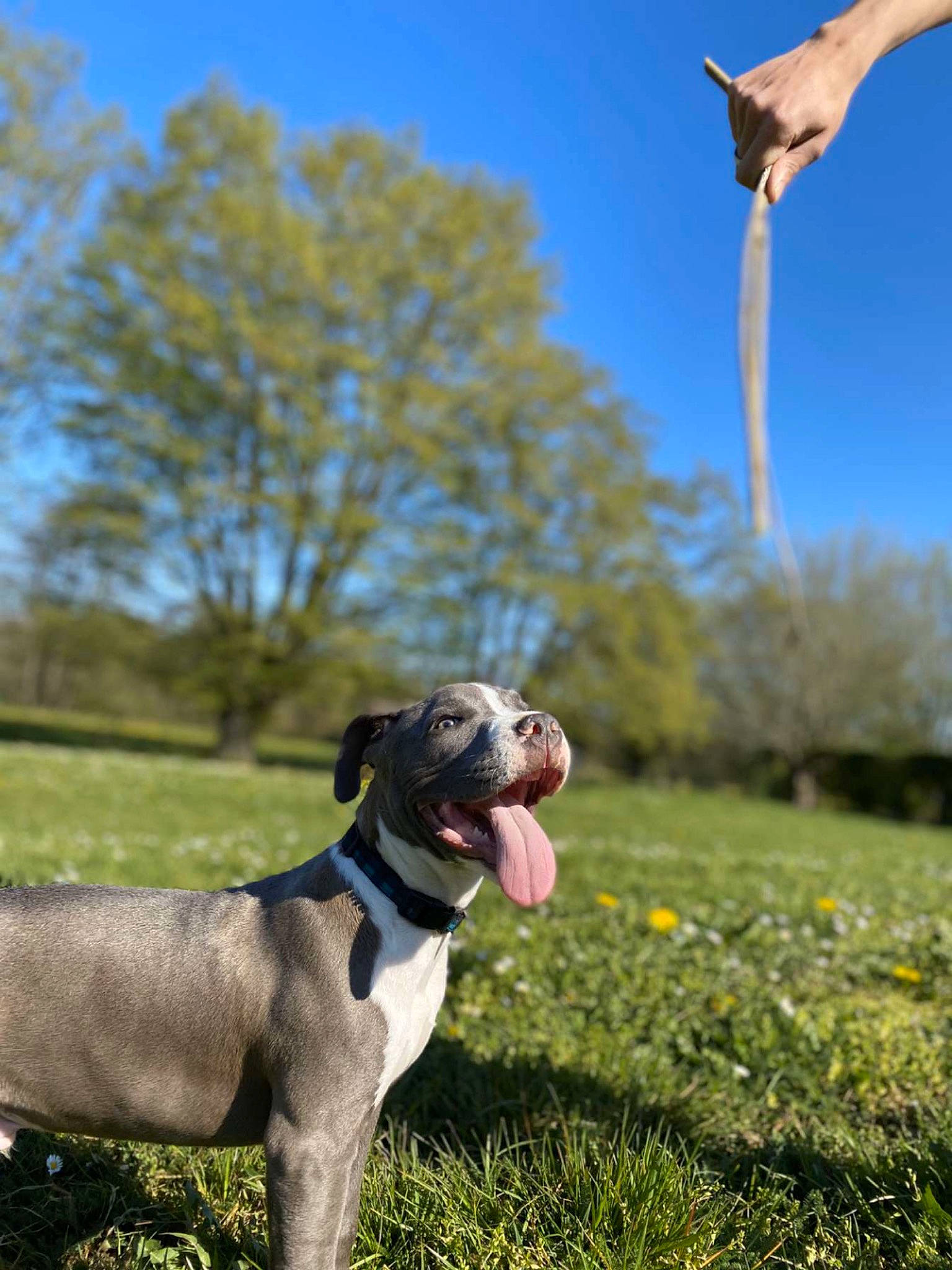 Maës a rejoint le concours — aidez-le/la à gagner de superbes lots ! american_pit_bull_terrier, american_staffordshire_terrier, canidae, carnivore, dog, dog_breed, fawn, german_shorthaired_pointer, great_dane, hunting_dog, mammal, non_sporting_group, pit_bull, pointer, pointing_breed, sporting_group, tail, vertebrate, weimaraner, working_dog