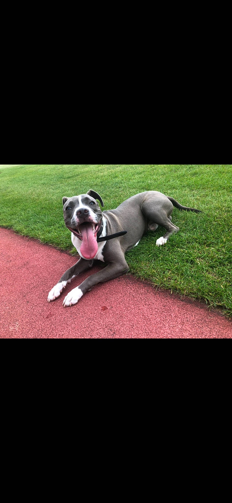 Maës a rejoint le concours — aidez-le/la à gagner de superbes lots ! american_pit_bull_terrier, american_staffordshire_terrier, canidae, carnivore, companion_dog, dog, dog_breed, dog_collar, dog_walking, fawn, grass, mammal, non_sporting_group, pit_bull, puppy, snout, sporting_group, staffordshire_bull_terrier, tail, vertebrate