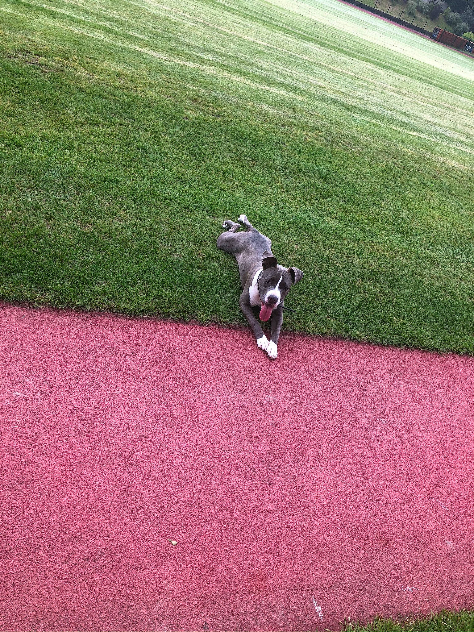 Maës a rejoint le concours — aidez-le/la à gagner de superbes lots ! artificial_turf, boston_terrier, canidae, carnivore, companion_dog, dog, dog_breed, grass, grass_family, lawn, non_sporting_group, plant, pointer, sporting_group, tail