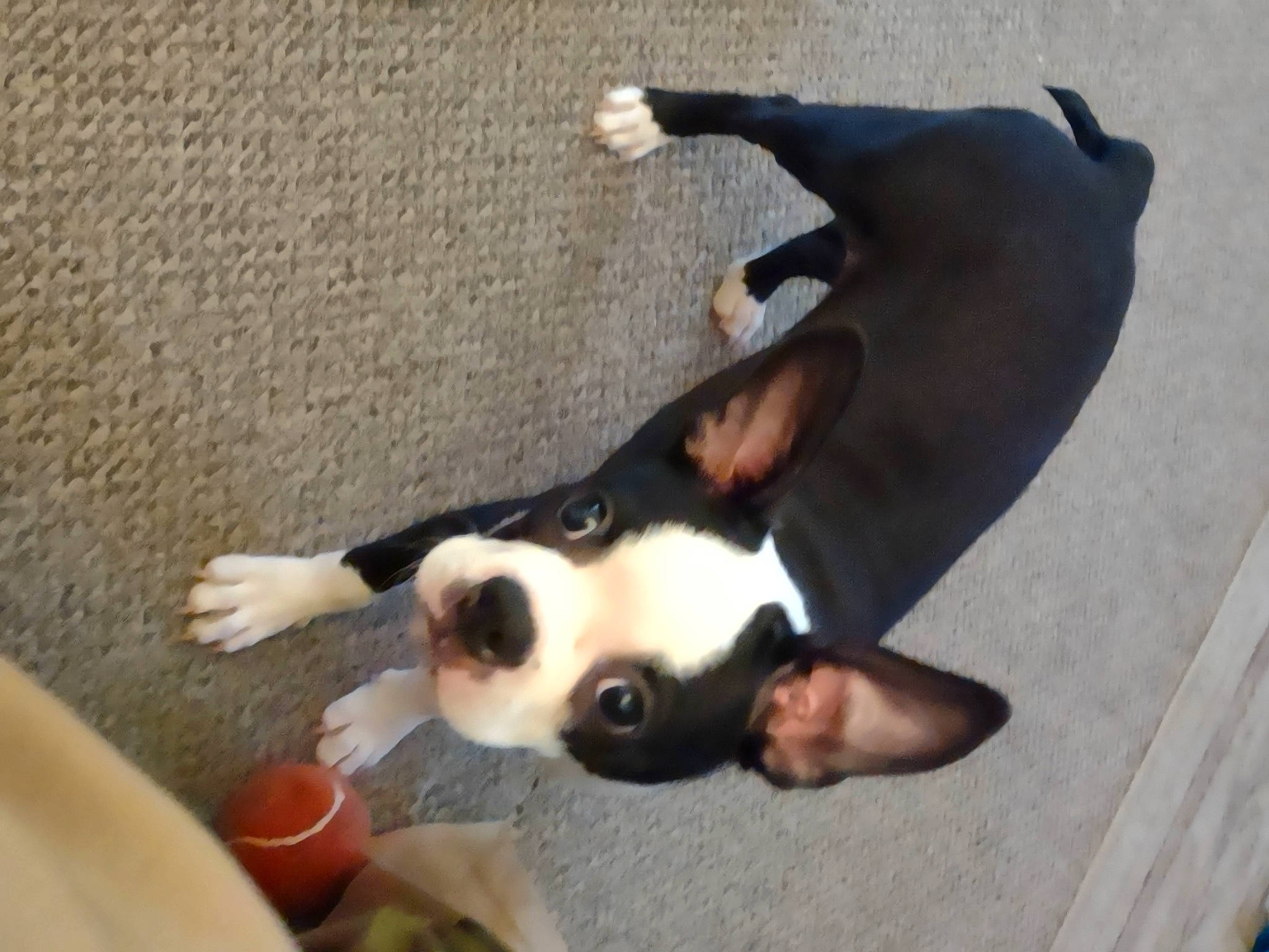 Bella joined the competition — help win amazing prizes! boston_terrier, canidae, carnivore, comfort, companion_dog, dog, dog_breed, fawn, floor, flooring, fur, mammal, paw, snout, tableware, tail, toy_dog, whiskers, wood, working_animal