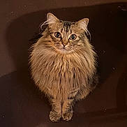 Juni Moon joined the competition — help win amazing prizes! cat, fluffy, long_hair, brown, sitting, wide_eyes, curious, pet, feline, indoor, animal, mammal, whiskers, ears, face, cute, domestic_cat, fur, portrait, looking_up