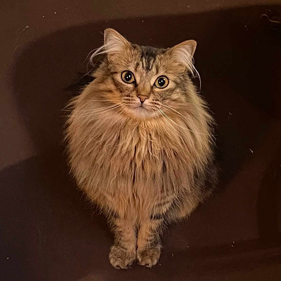 Juni Moon joined the competition — help win amazing prizes! animal, brown, cat, curious, cute, domestic_cat, ears, face, feline, fluffy, fur, indoor, long_hair, looking_up, mammal, pet, portrait, sitting, whiskers, wide_eyes