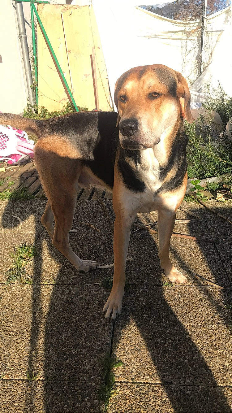 Rolly participe au concours pour gagner de l'argent avec cette photo : carnivore, collar, companion_dog, dog, dog_breed, dog_collar, fawn, grass, gun_dog, hound, pet_supply, plant, road_surface, snout, soil, street_dog, tail, tree, wood, working_animal