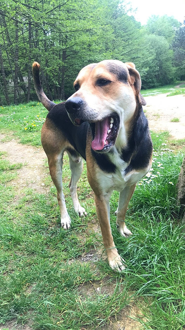 Rolly a rejoint le concours — aidez-le/la à gagner de superbes lots ! canidae, carnivore, collar, companion_dog, dog, dog_breed, dog_collar, dog_supply, fawn, grass, guard_dog, hound, hunting_dog, plant, scent_hound, sporting_group, tree, whiskers, working_animal, working_dog