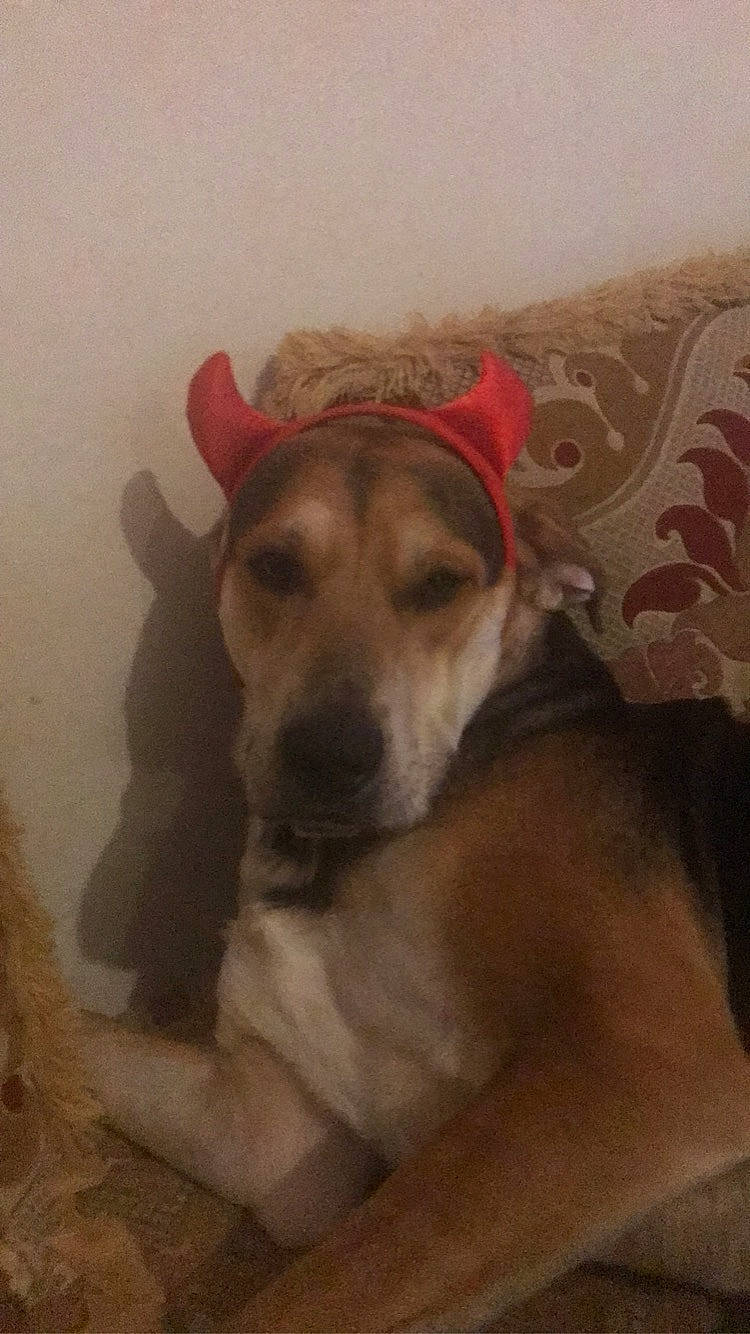 Rolly participe au concours pour gagner de l'argent avec cette photo : carnivore, comfort, companion_dog, dog, dog_breed, dog_supply, ear, fawn, flooring, fur, hardwood, paw, sporting_group, wood, working_animal, working_dog